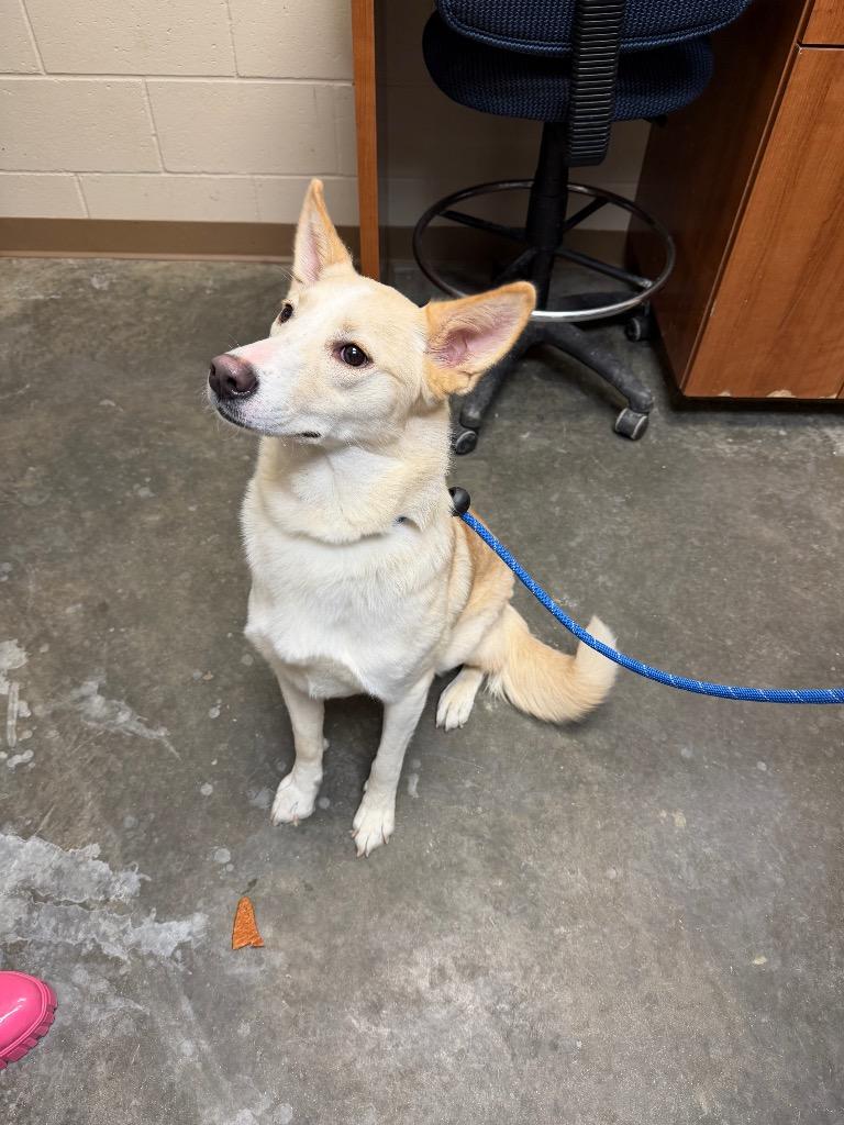 Enlarge SELENA, a Adopted Husky in Wintersville, OH image 1/1