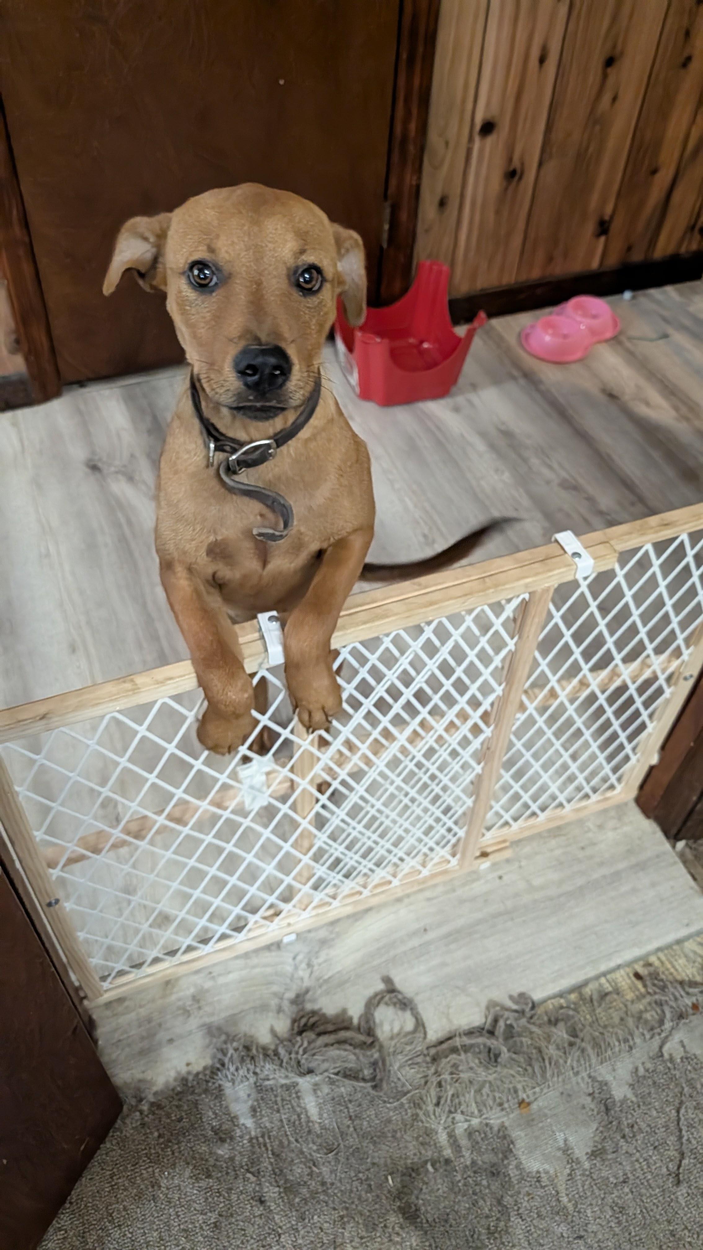 Penny, a ADOPTABLE mixed breed in Jesup, GA image 1/5