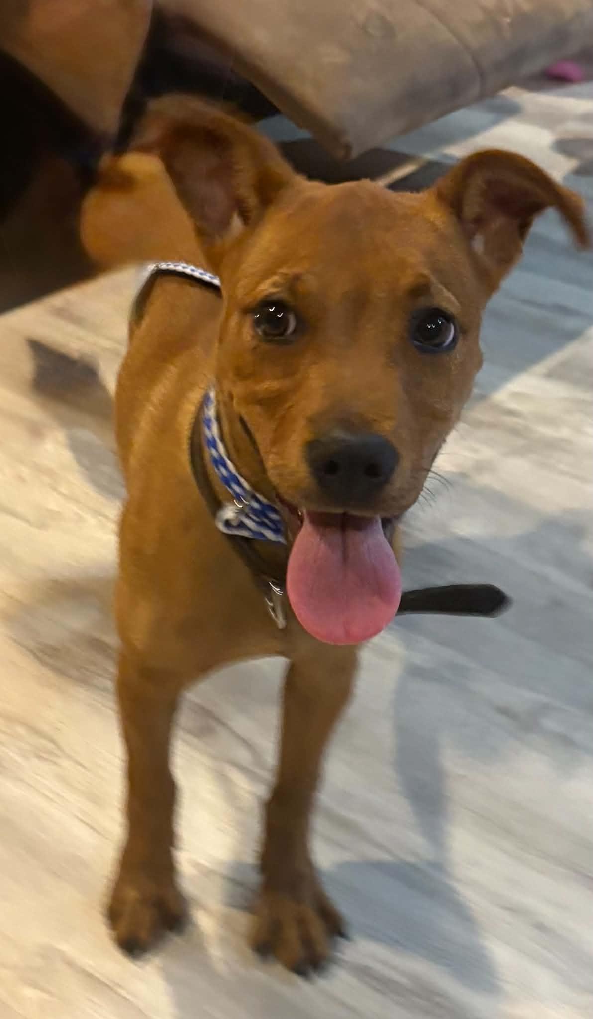 Penny, a ADOPTABLE mixed breed in Jesup, GA image 4/5