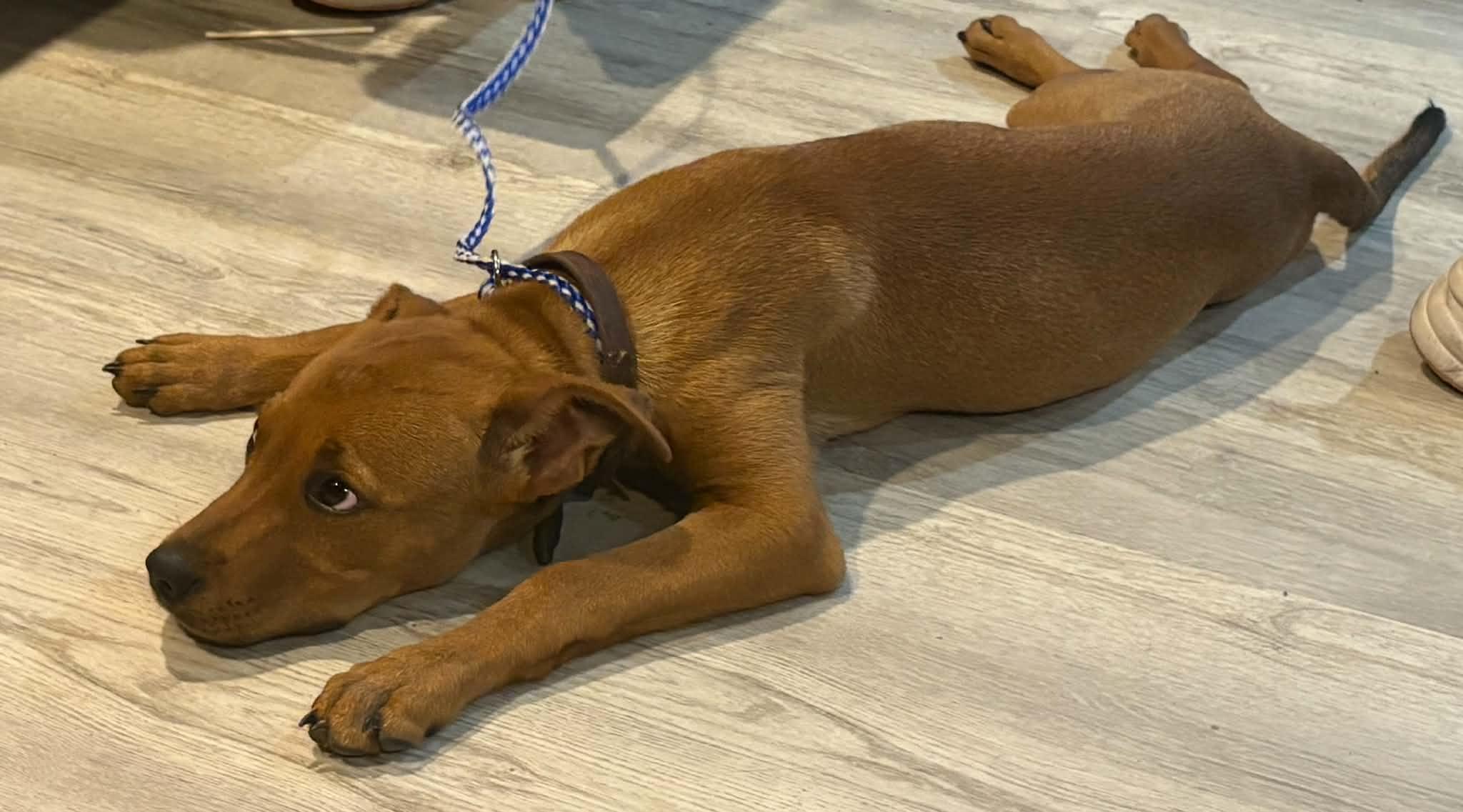 Penny, a ADOPTABLE mixed breed in Jesup, GA image 2/5