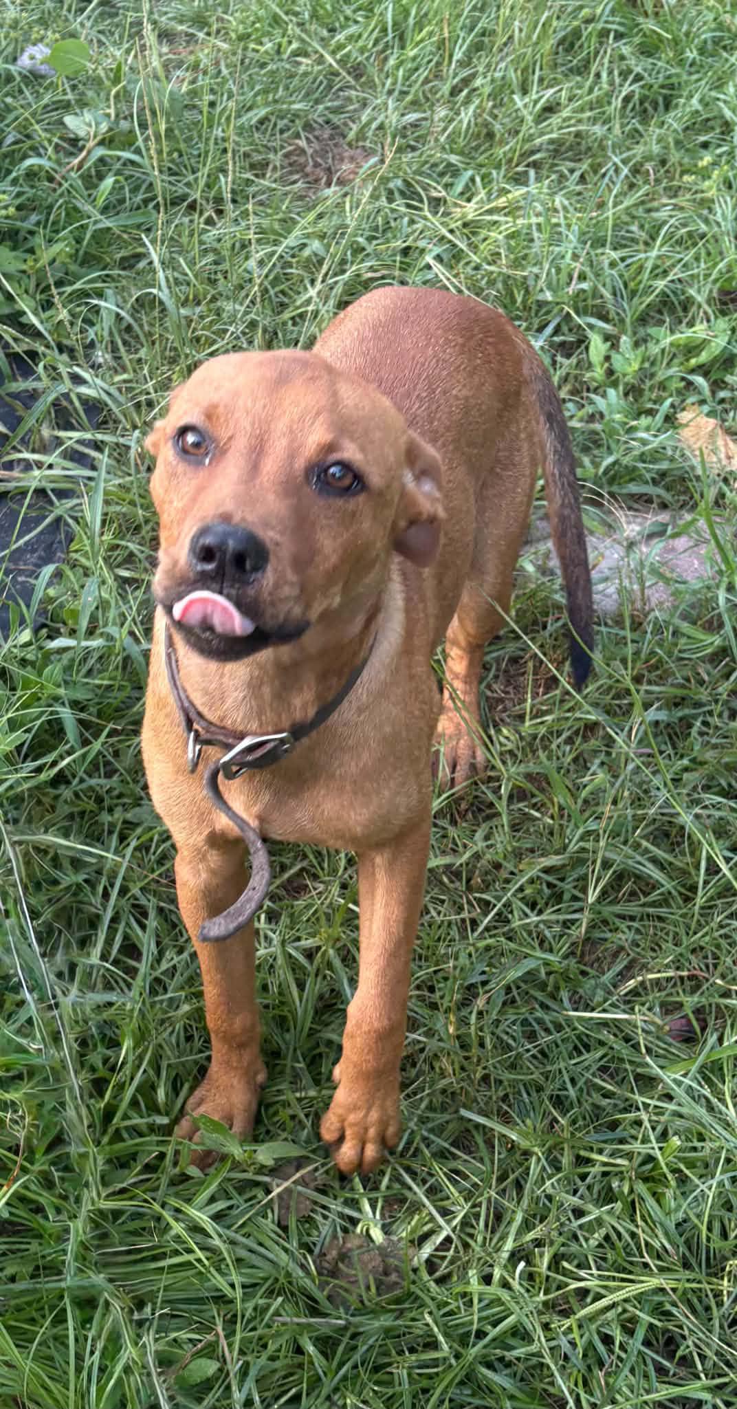 Penny, a ADOPTABLE mixed breed in Jesup, GA image 3/5