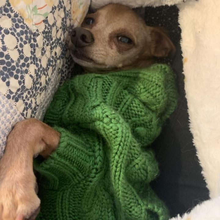 Peanut, Adoptable, Senior Male Chihuahua.