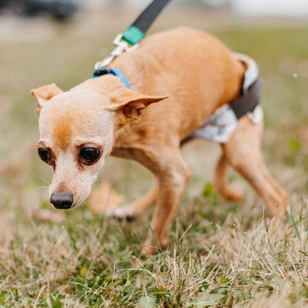 Peanut, Adoptable, Senior Male Chihuahua.