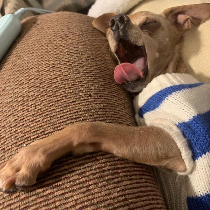 Enlarge Peanut, a Adoptable Chihuahua in Saint Cloud, MN image 4/5