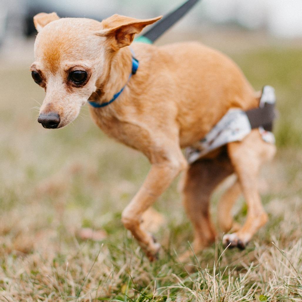 Enlarge Peanut, a Adoptable Chihuahua in Saint Cloud, MN image 3/3