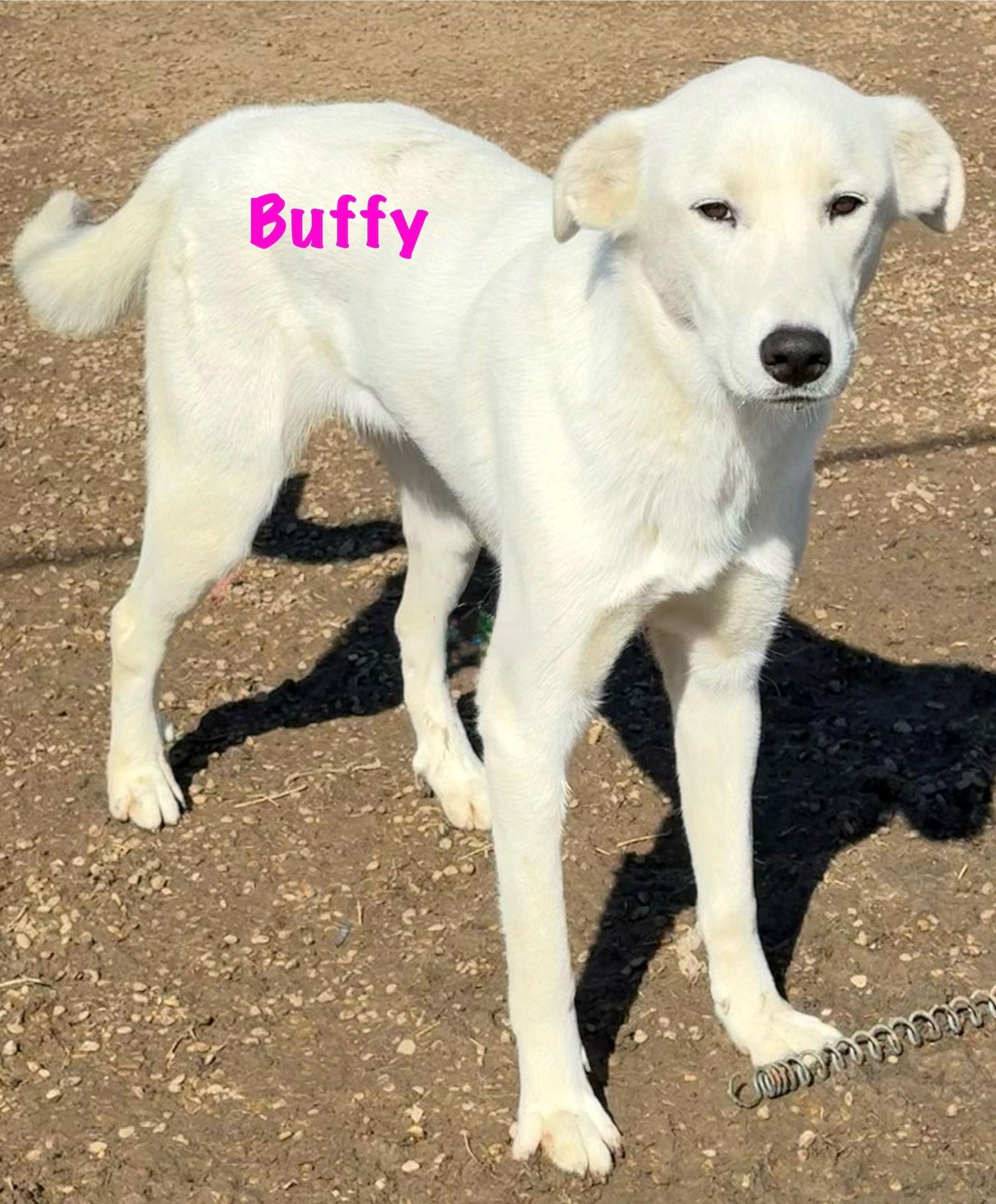 Buffy, Adopted, Young Female Great Pyrenees.