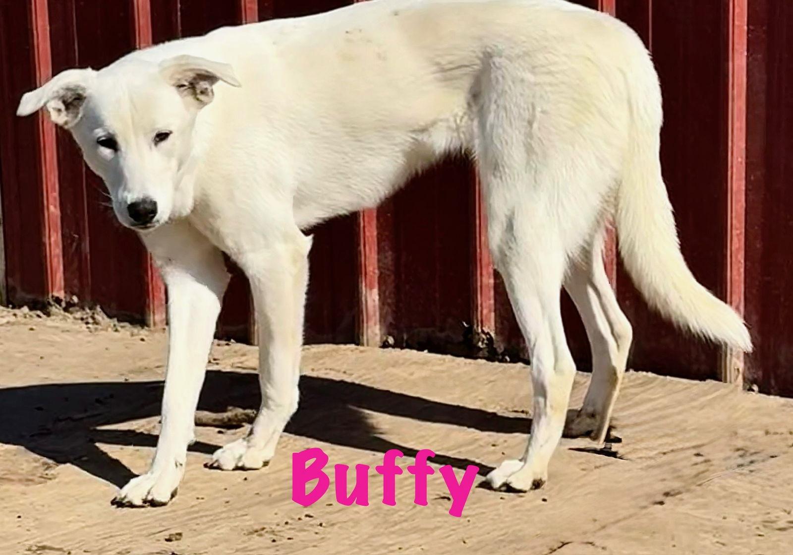 Enlarge Buffy, a Adopted Great Pyrenees in Croydon, NH image 2/2