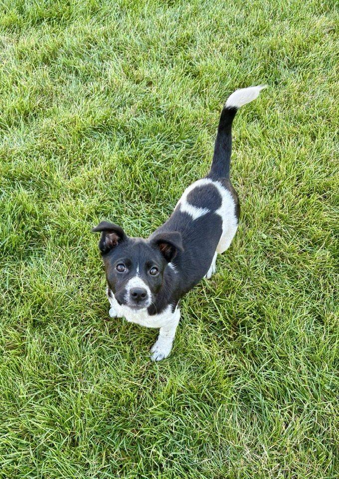 Bessie, Adoptable, Puppy Female Australian Cattle Dog / Blue Heeler.