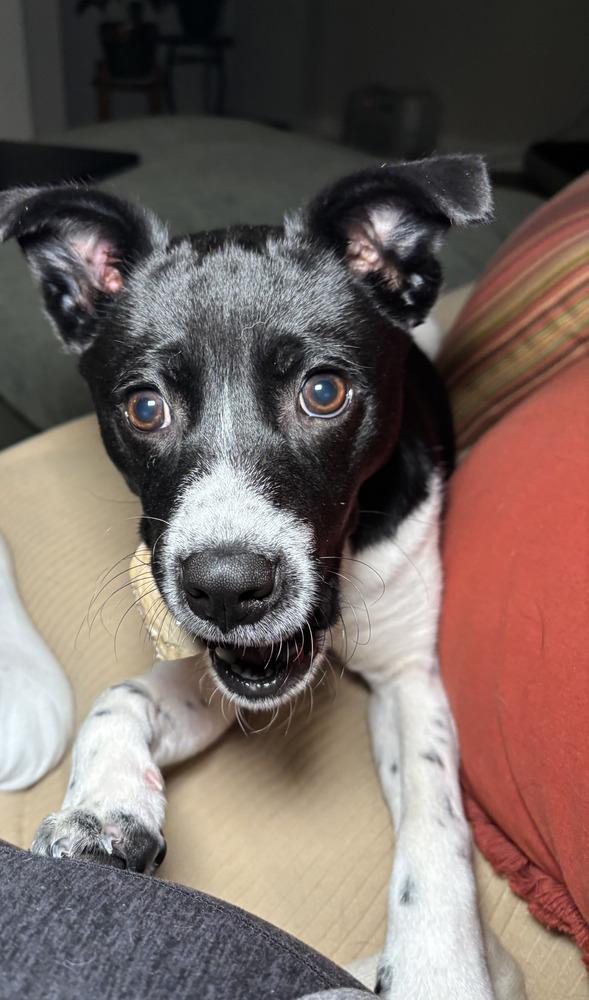 Enlarge Bessie, a Adoptable mixed breed in Hastings, MN image 2/5