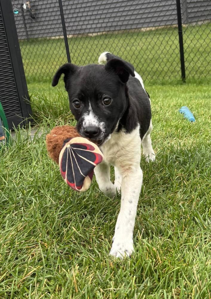 Bessie, a Adoptable mixed breed in Hastings, MN image 2/6