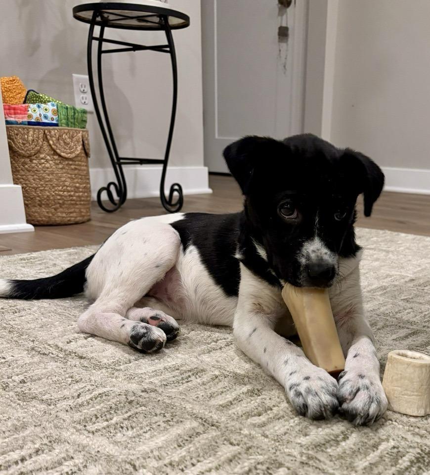 Bessie, a Adoptable mixed breed in Hastings, MN image 3/6