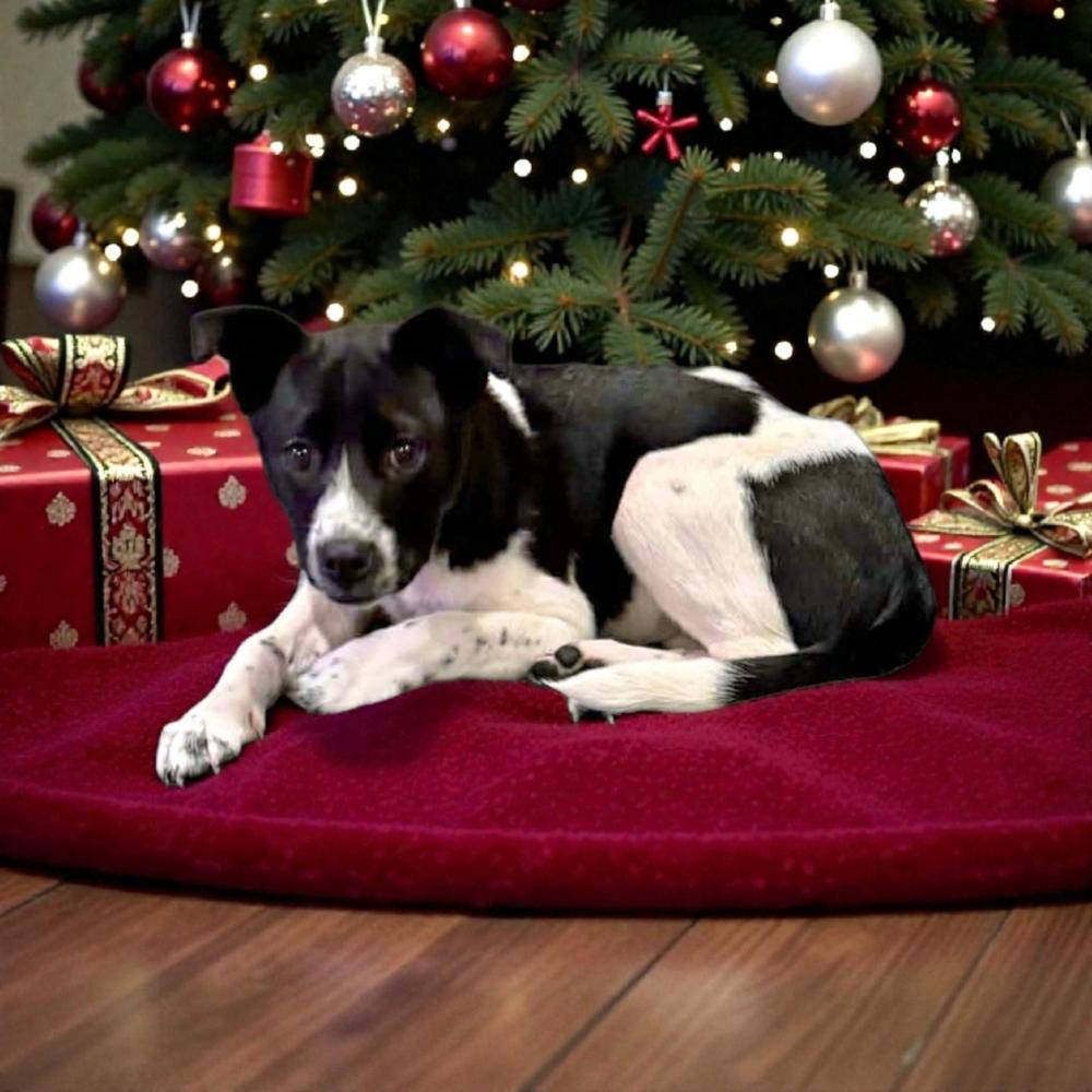 Bessie, a Adoptable mixed breed in Hastings, MN image 4/6