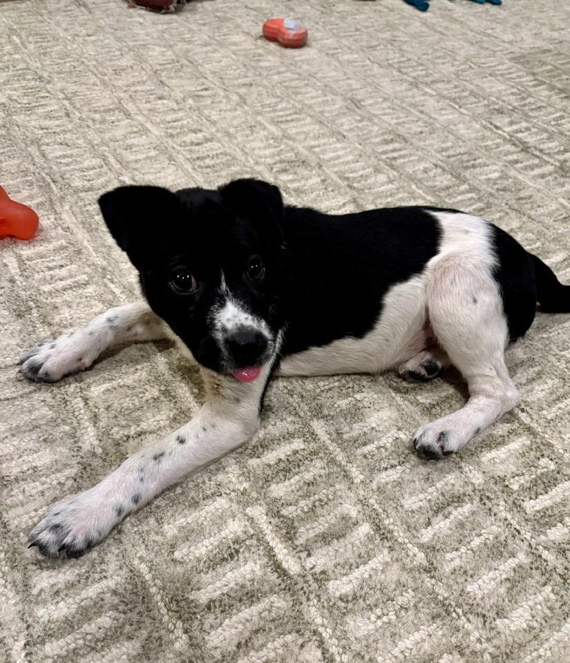 Bessie, a Adoptable mixed breed in Hastings, MN image 5/6