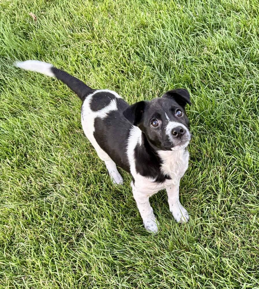 Bessie, a Adoptable mixed breed in Hastings, MN image 6/6