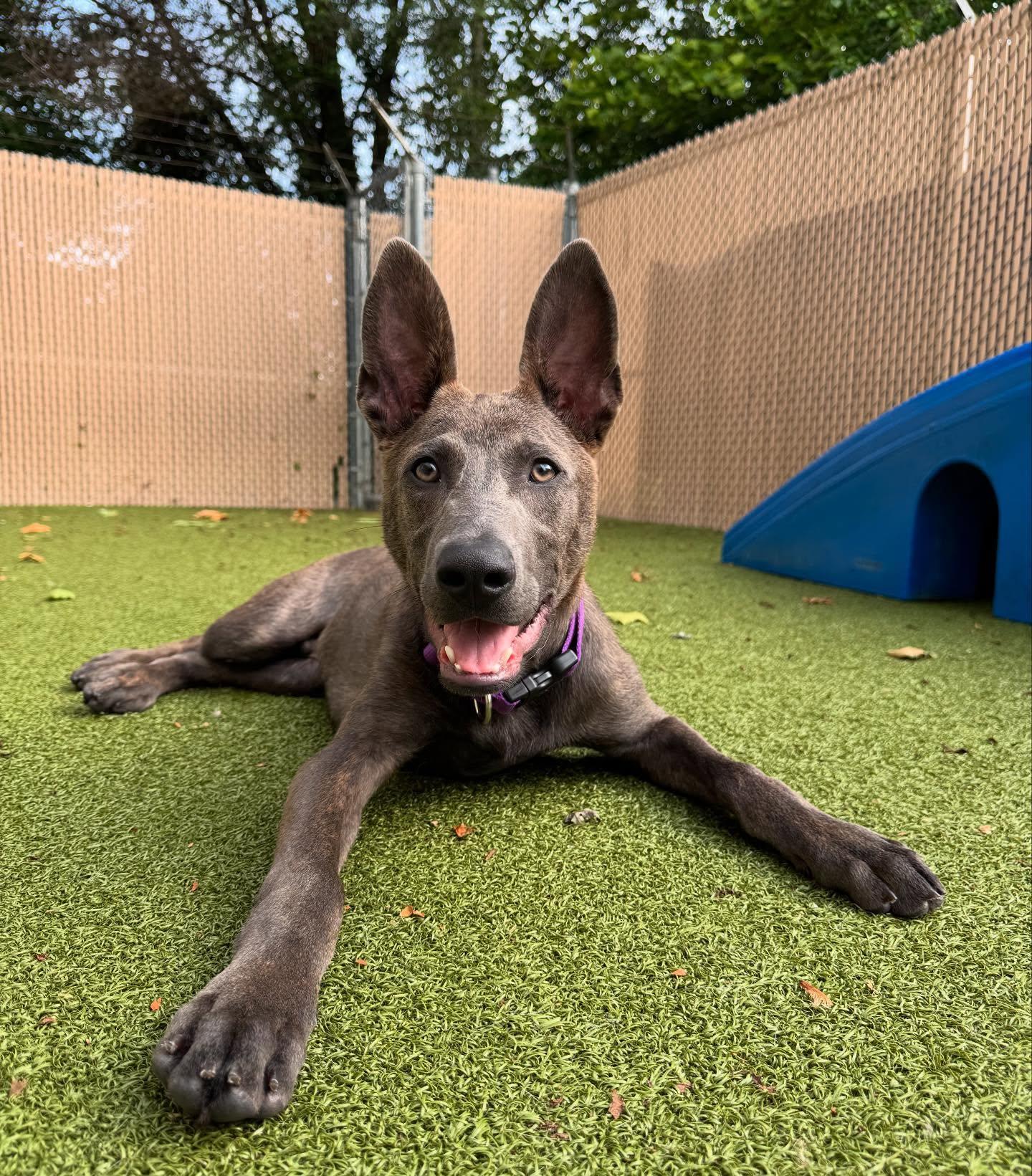 Bear, Adopted, Puppy Male Shepherd.