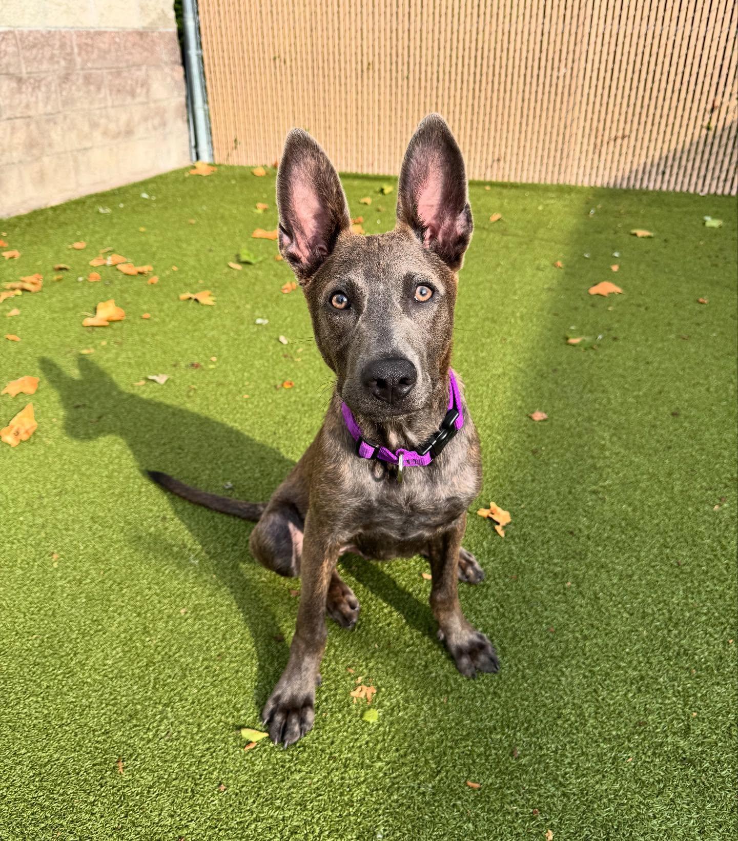 Bear, a Adopted Shepherd in Nazareth, PA image 2/3