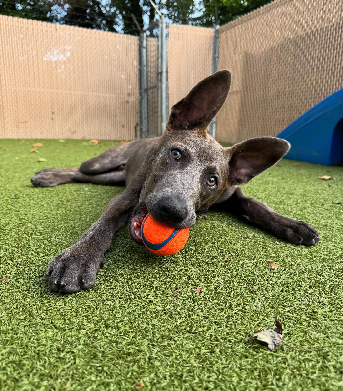 Bear, a Adopted Shepherd in Nazareth, PA image 3/3