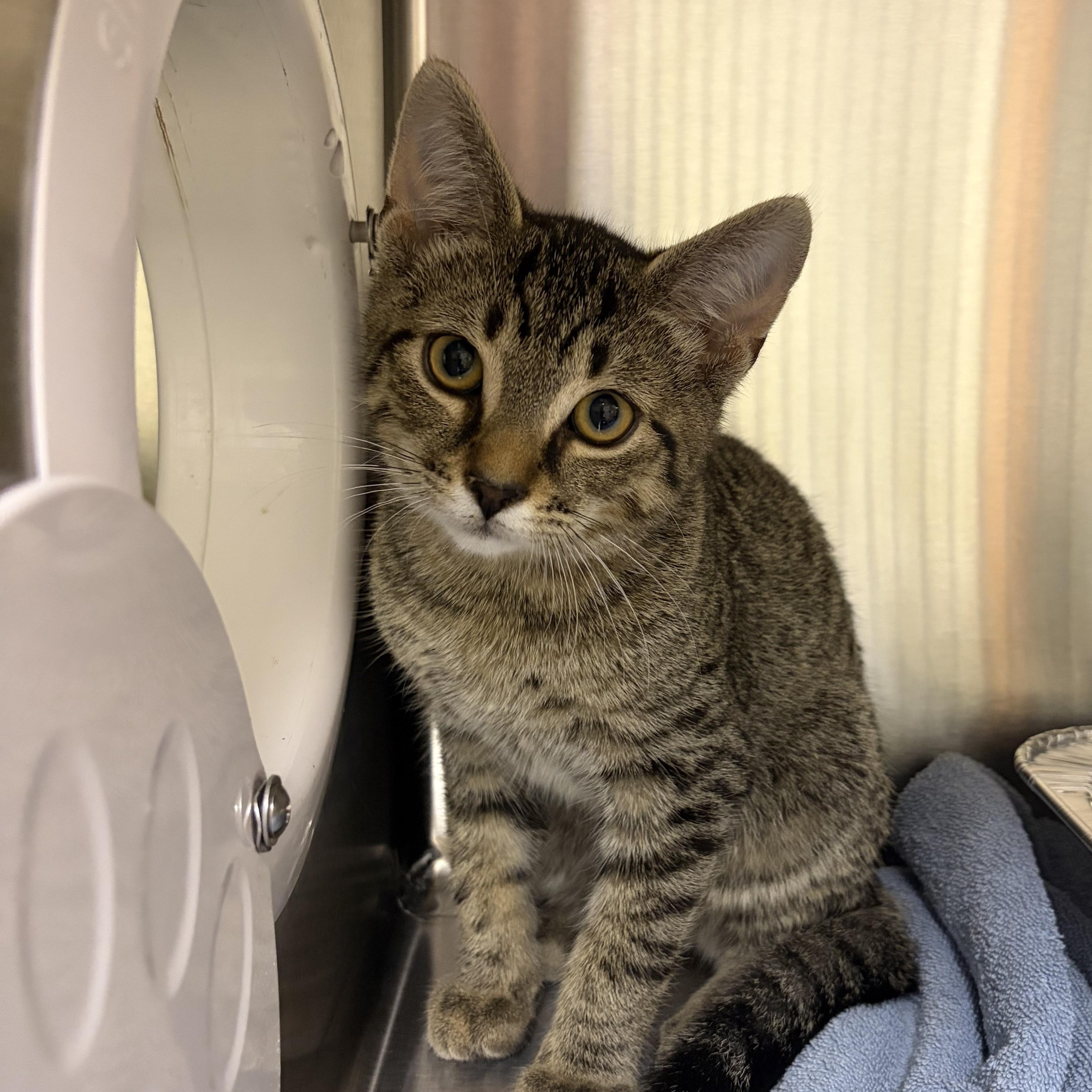 Pam Beesly - Receptionist & Bird Watcher, Adopted, Kitten Female Domestic Short Hair.