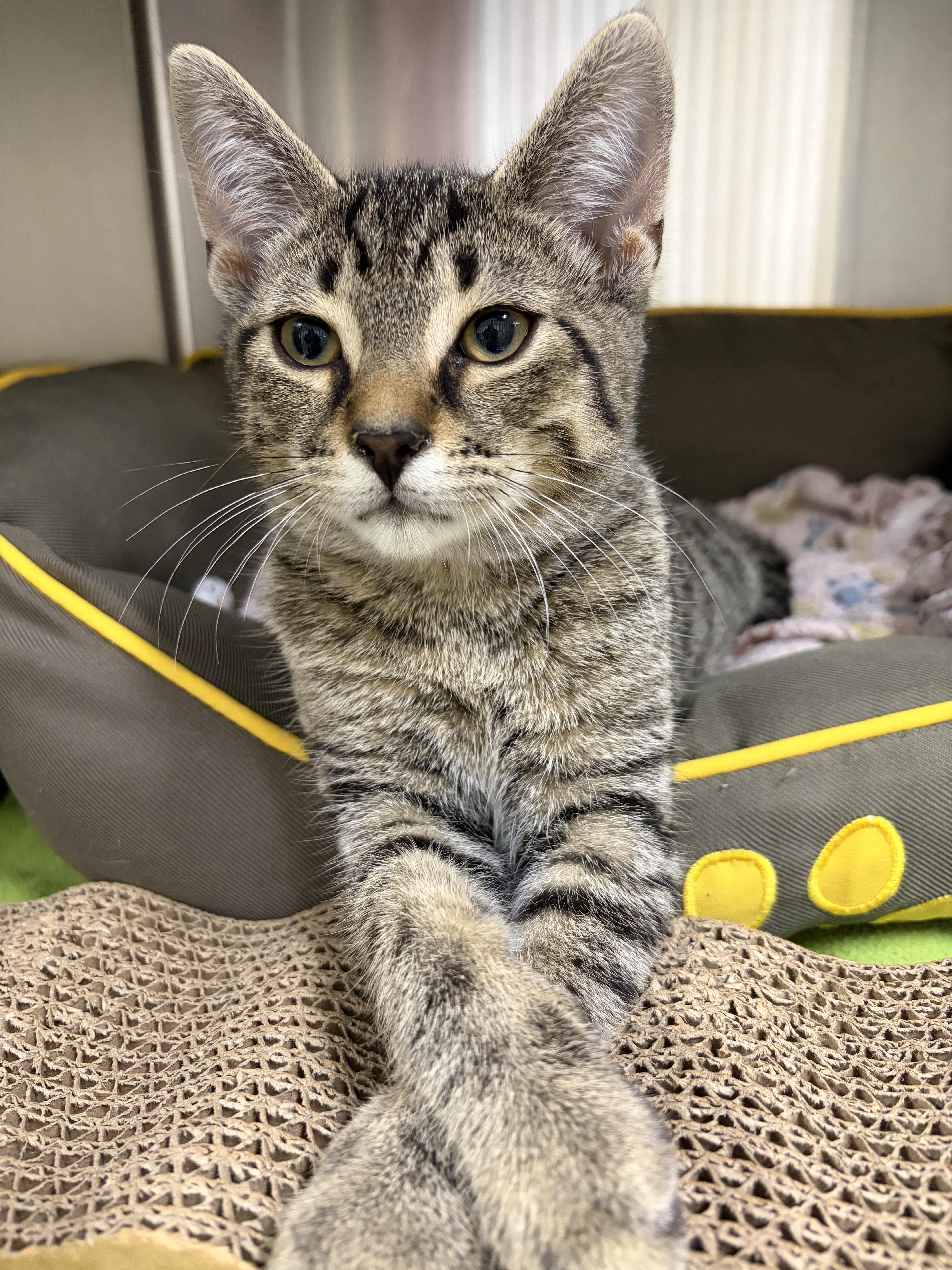 Enlarge Pam Beesly - Receptionist & Bird Watcher, a Adopted Domestic Short Hair in Caledon, ON image 2/2