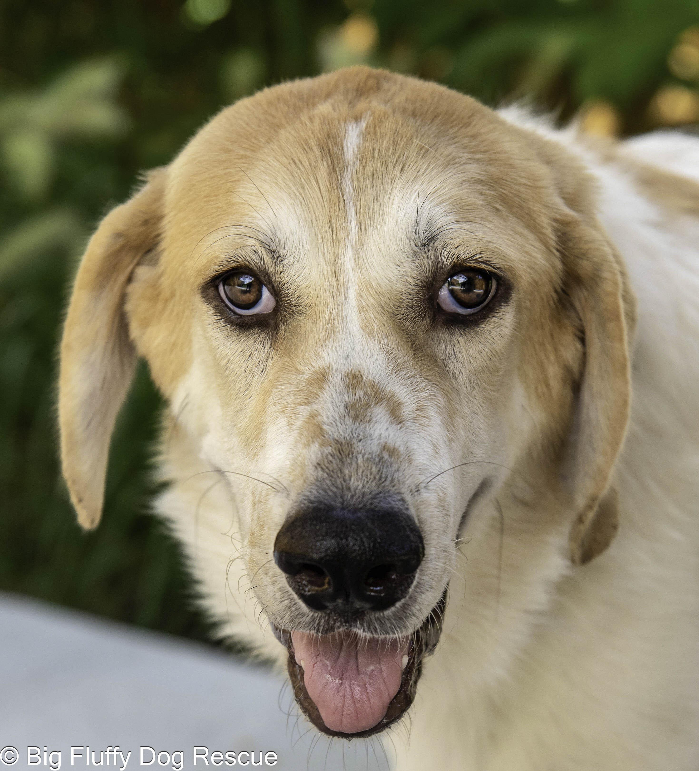 Enlarge Theseus, a Adopted mixed breed in Athens, GA image 1/5