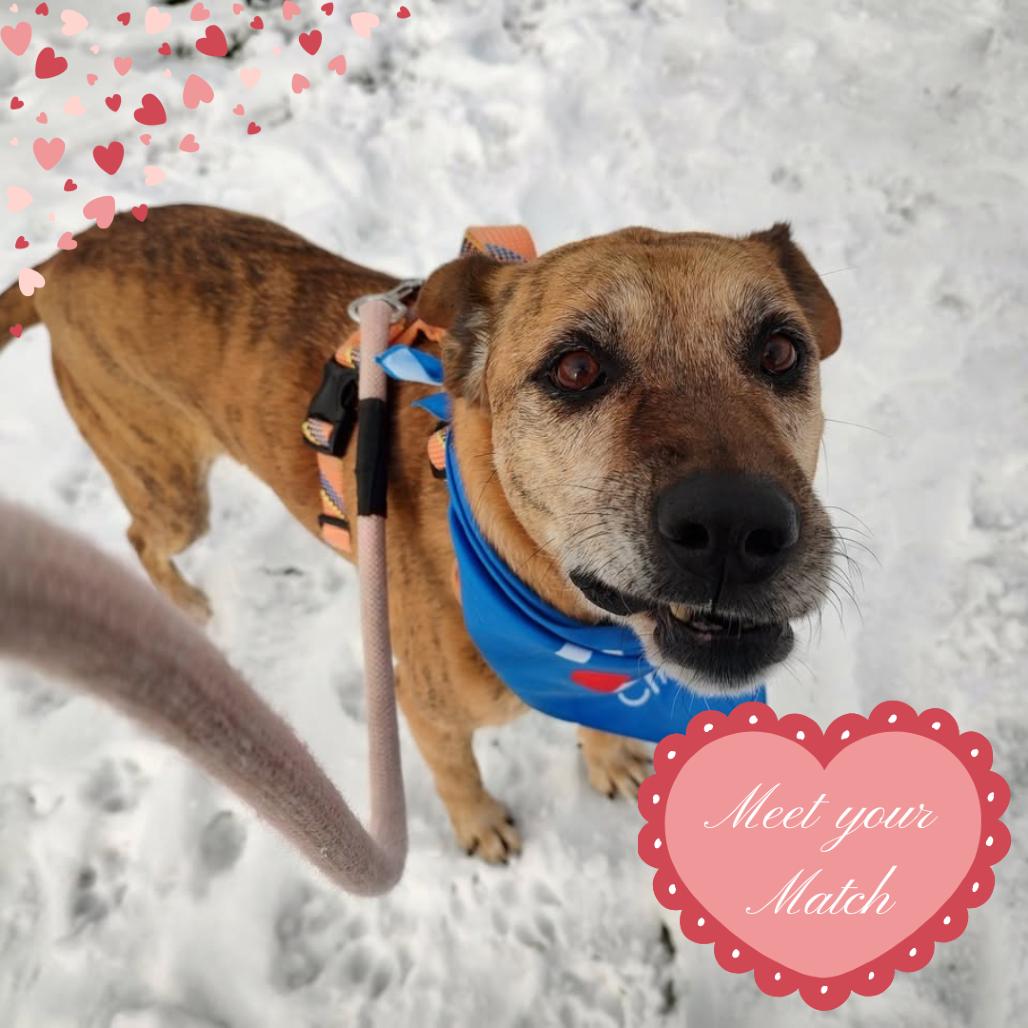 Bailey, Adoptable, Adult Female Labrador Retriever & German Shepherd Dog.