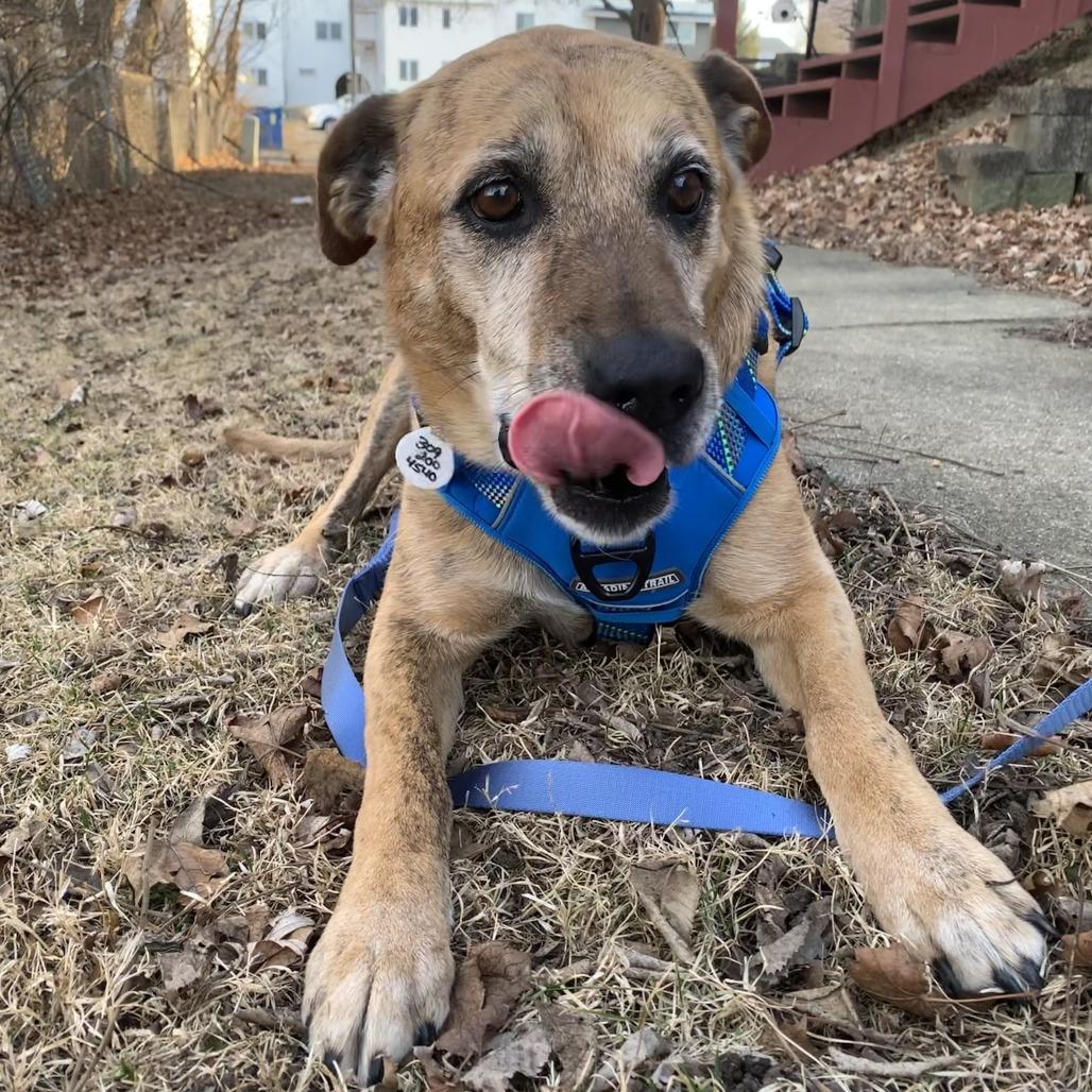 Enlarge Bailey, a Adoptable mixed breed in Normal, IL image 1/6