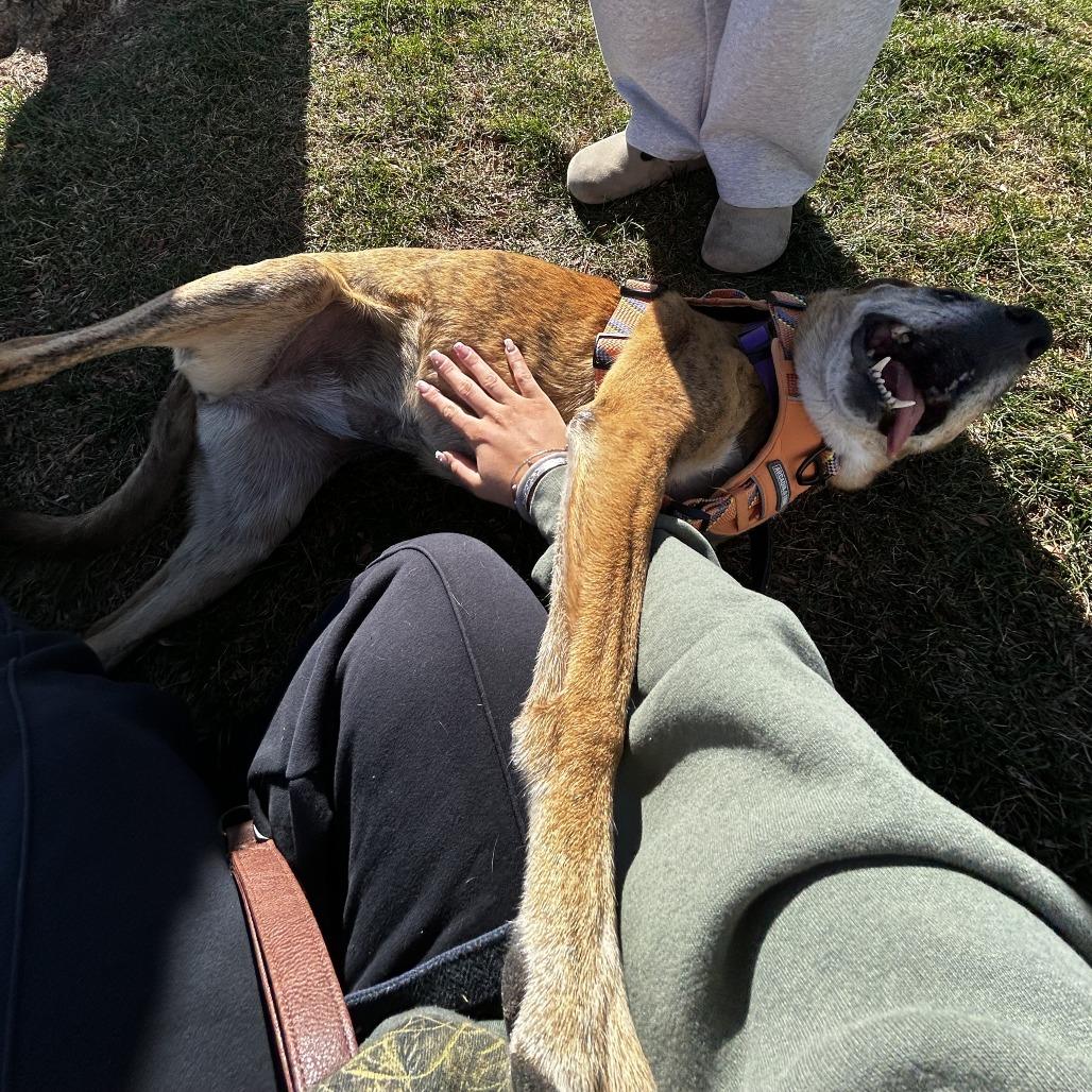 Enlarge Bailey, a Adoptable mixed breed in Normal, IL image 2/6