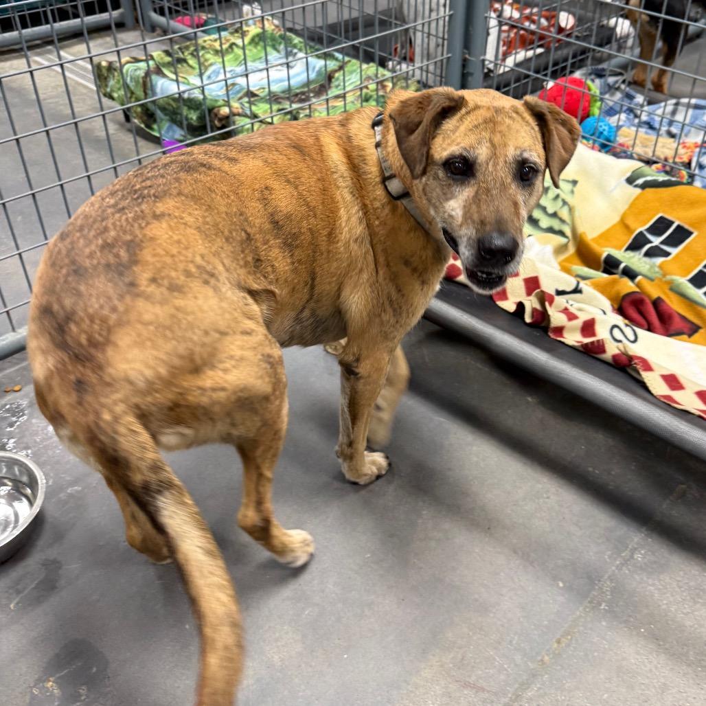 Enlarge Bailey, a Adoptable mixed breed in Normal, IL image 3/6