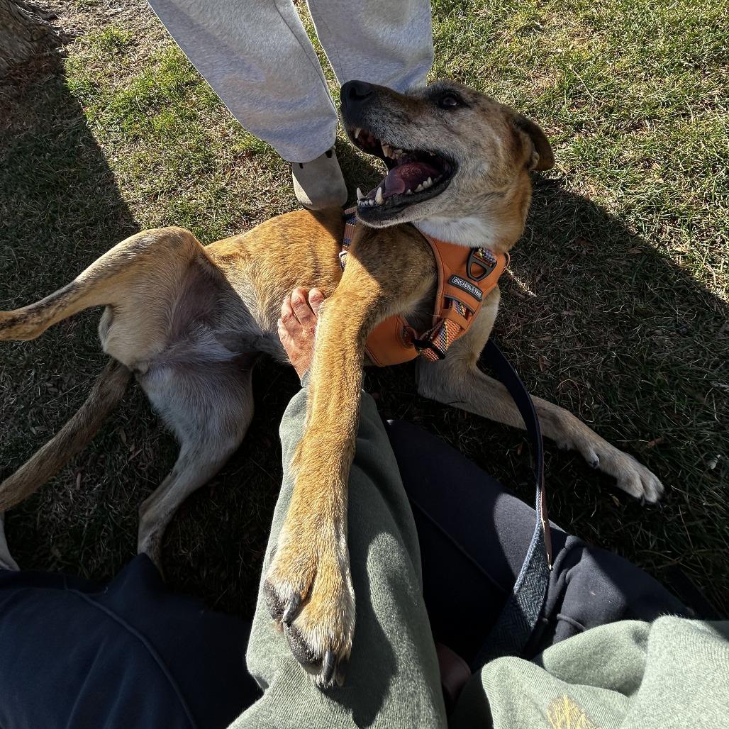 Enlarge Bailey, a Adoptable mixed breed in Normal, IL image 4/6