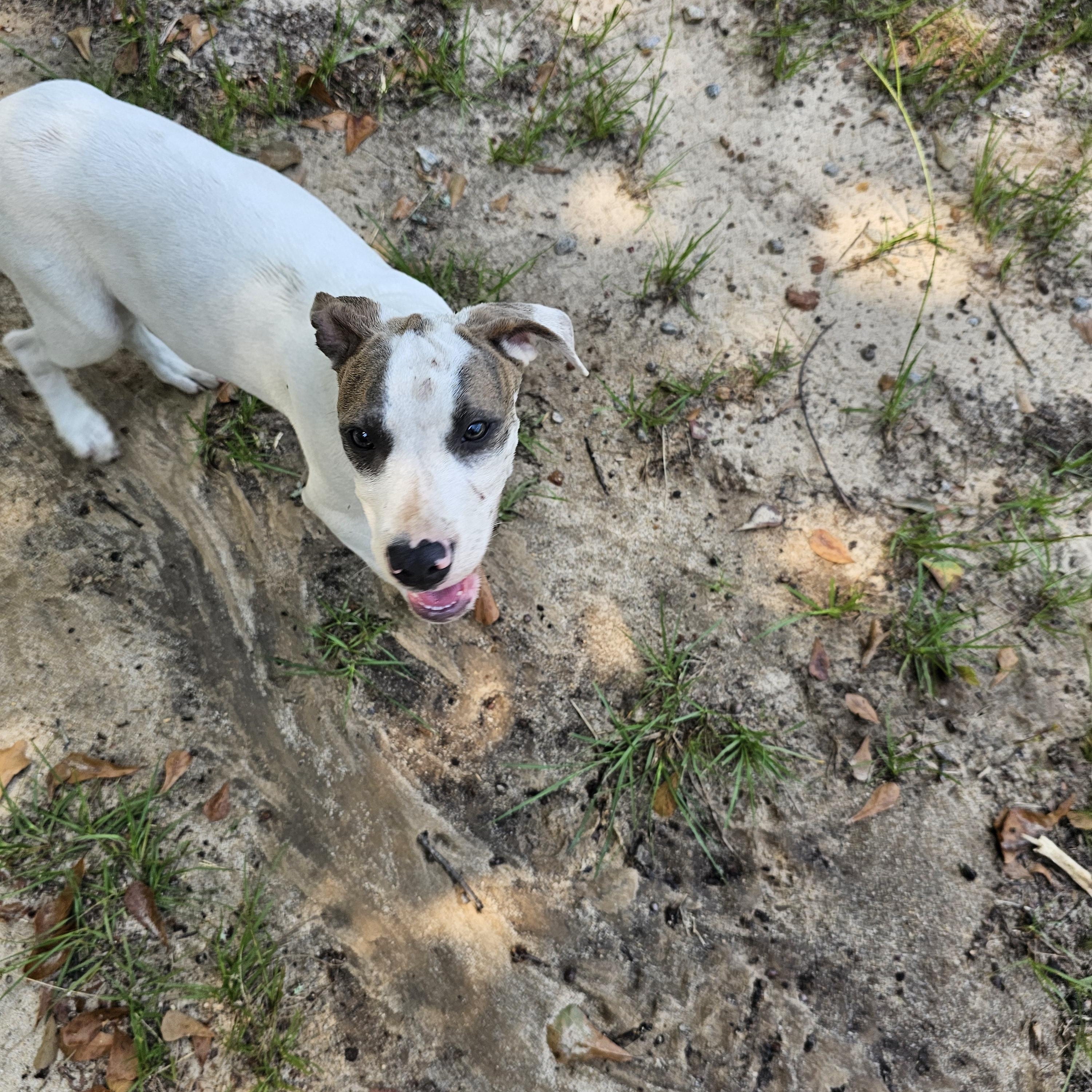 Enlarge Versace, a Adoptable mixed breed in Orangeburg, SC image 4/6