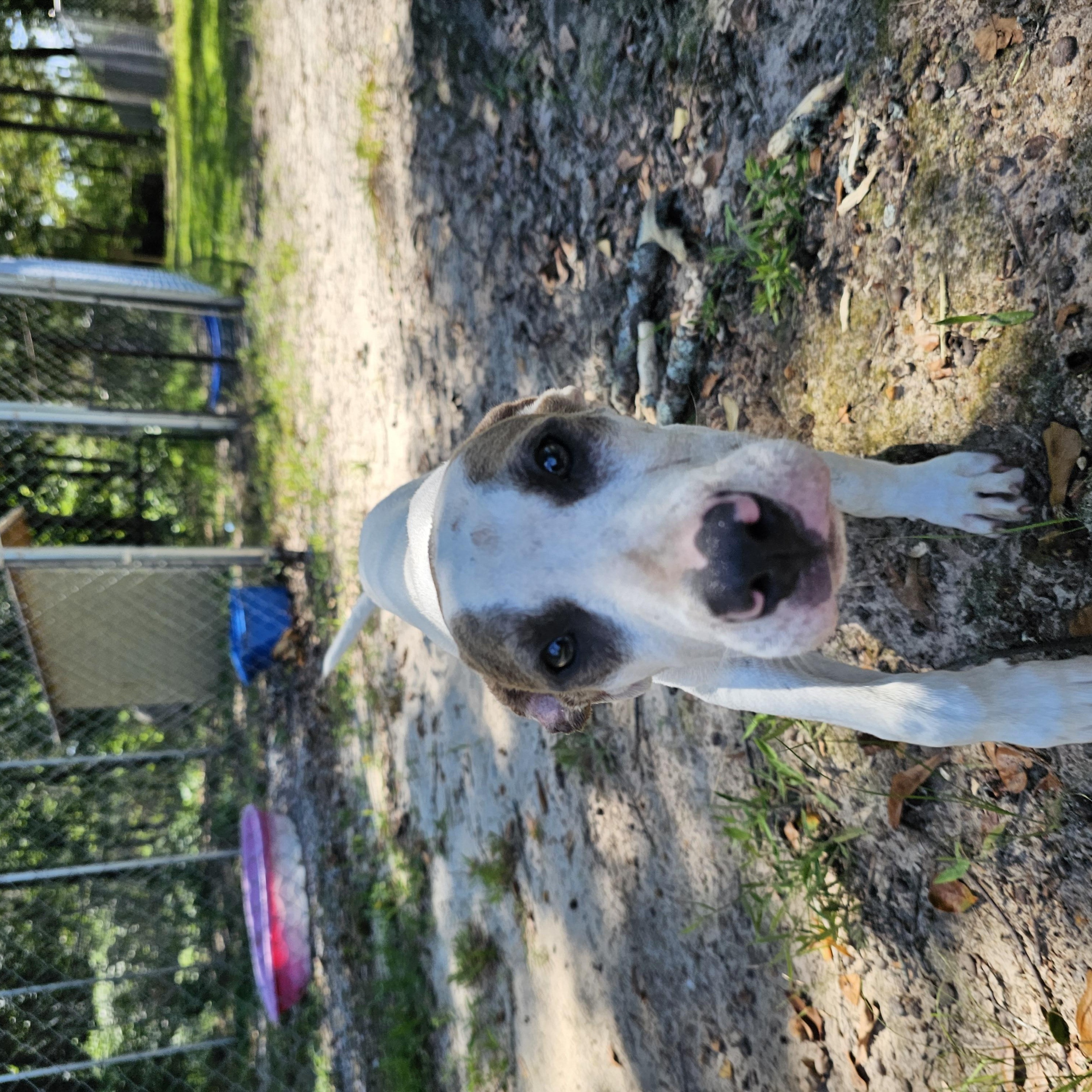 Enlarge Versace, a Adoptable mixed breed in Orangeburg, SC image 6/6