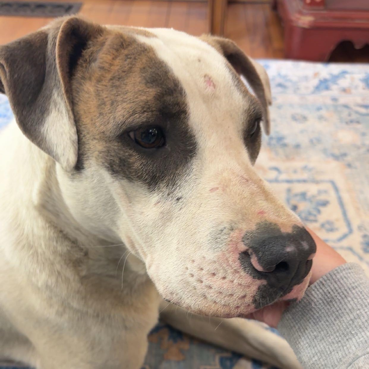 Enlarge Versace, a Adoptable mixed breed in Orangeburg, SC image 4/6