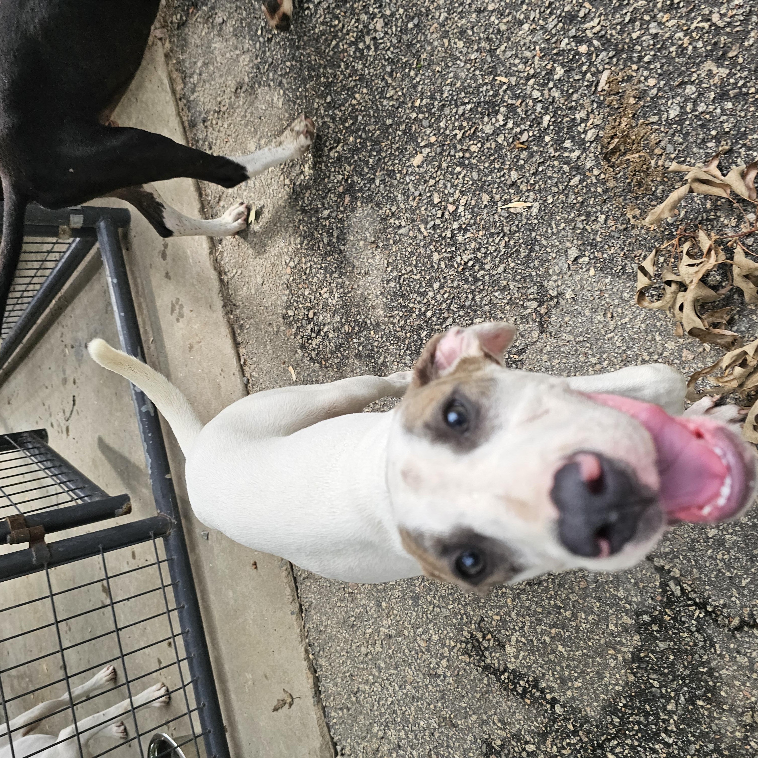 Enlarge Versace, a Adoptable mixed breed in Orangeburg, SC image 5/6