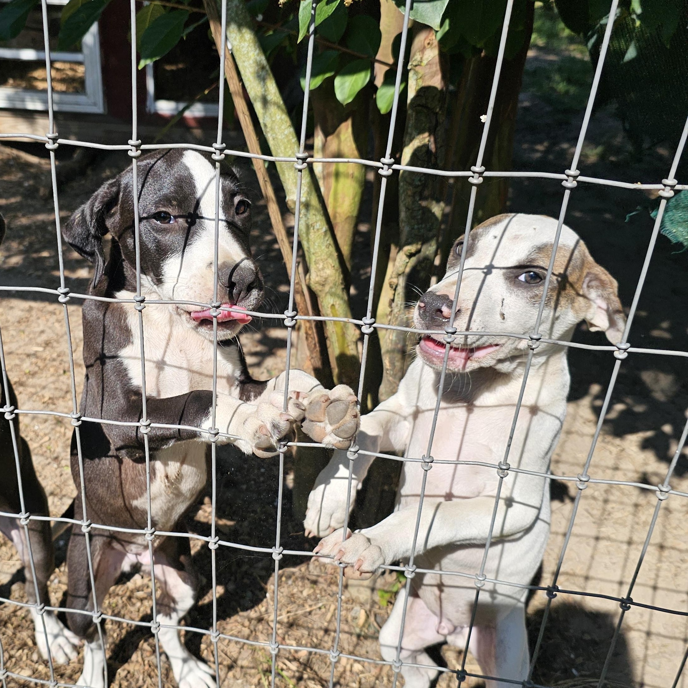 Enlarge Versace, a Adoptable mixed breed in Orangeburg, SC image 2/6