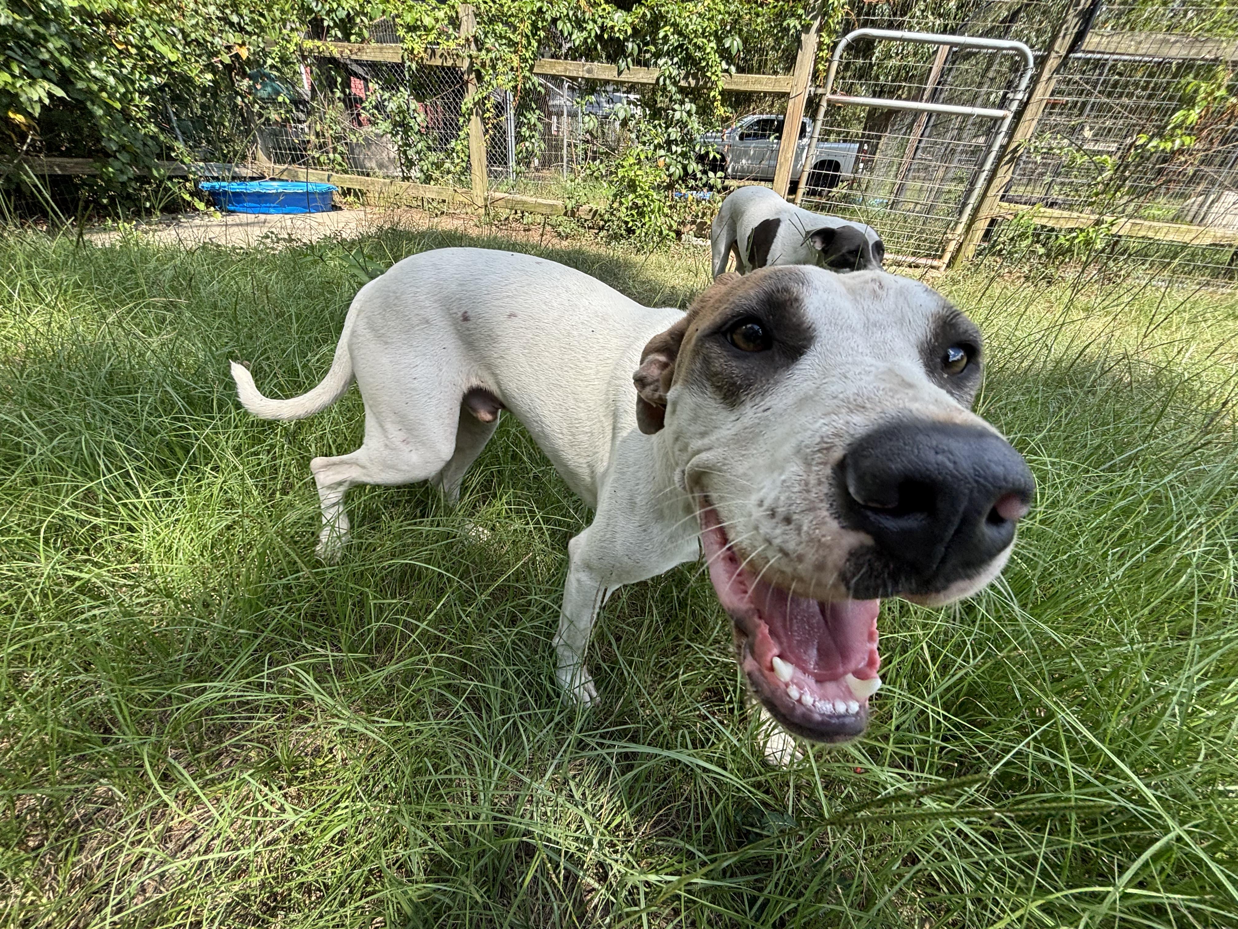 Enlarge Versace, a Adoptable mixed breed in Orangeburg, SC image 6/6