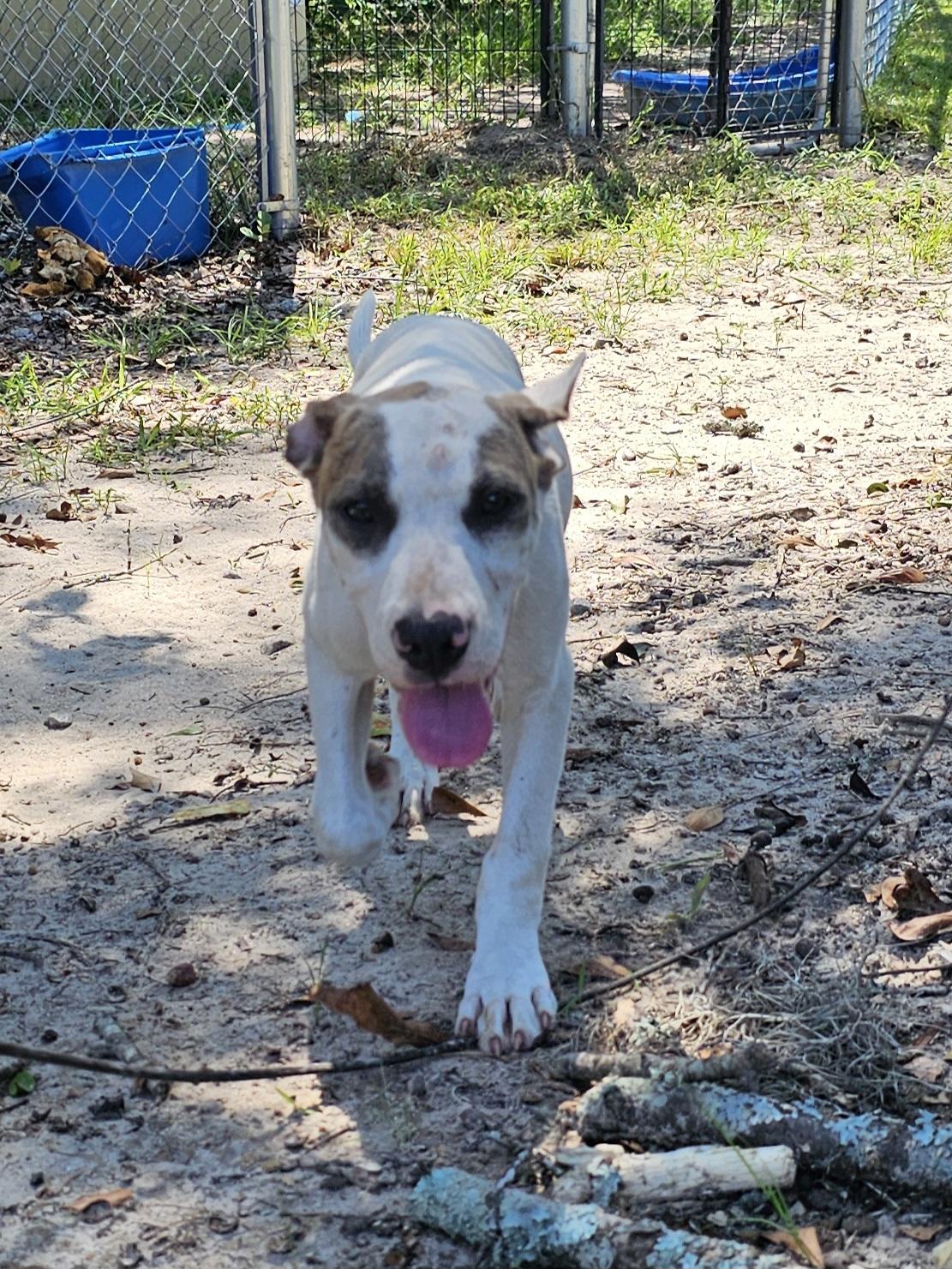 Enlarge Versace, a Adoptable mixed breed in Orangeburg, SC image 3/6