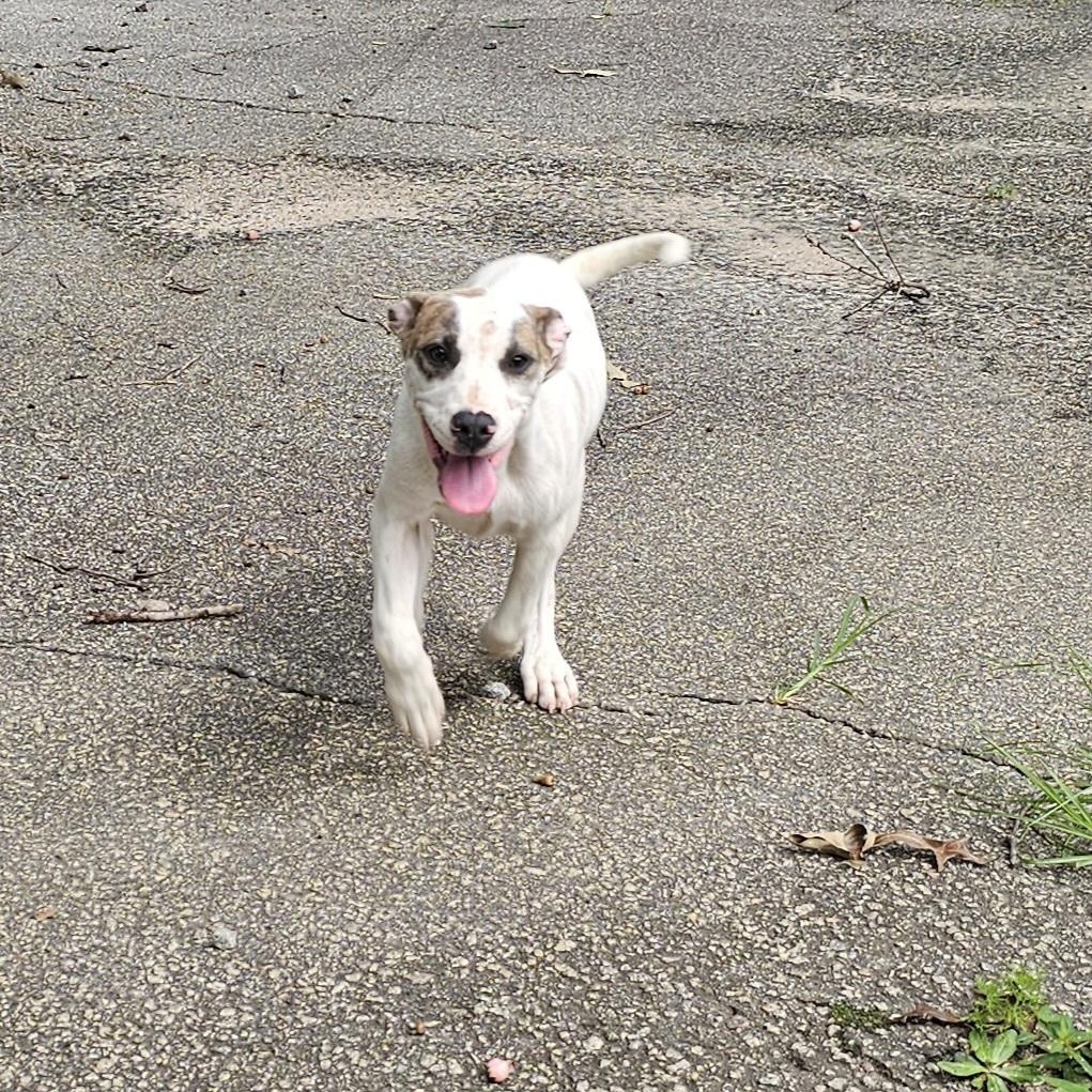 Enlarge Versace, a Adoptable mixed breed in Orangeburg, SC image 1/6