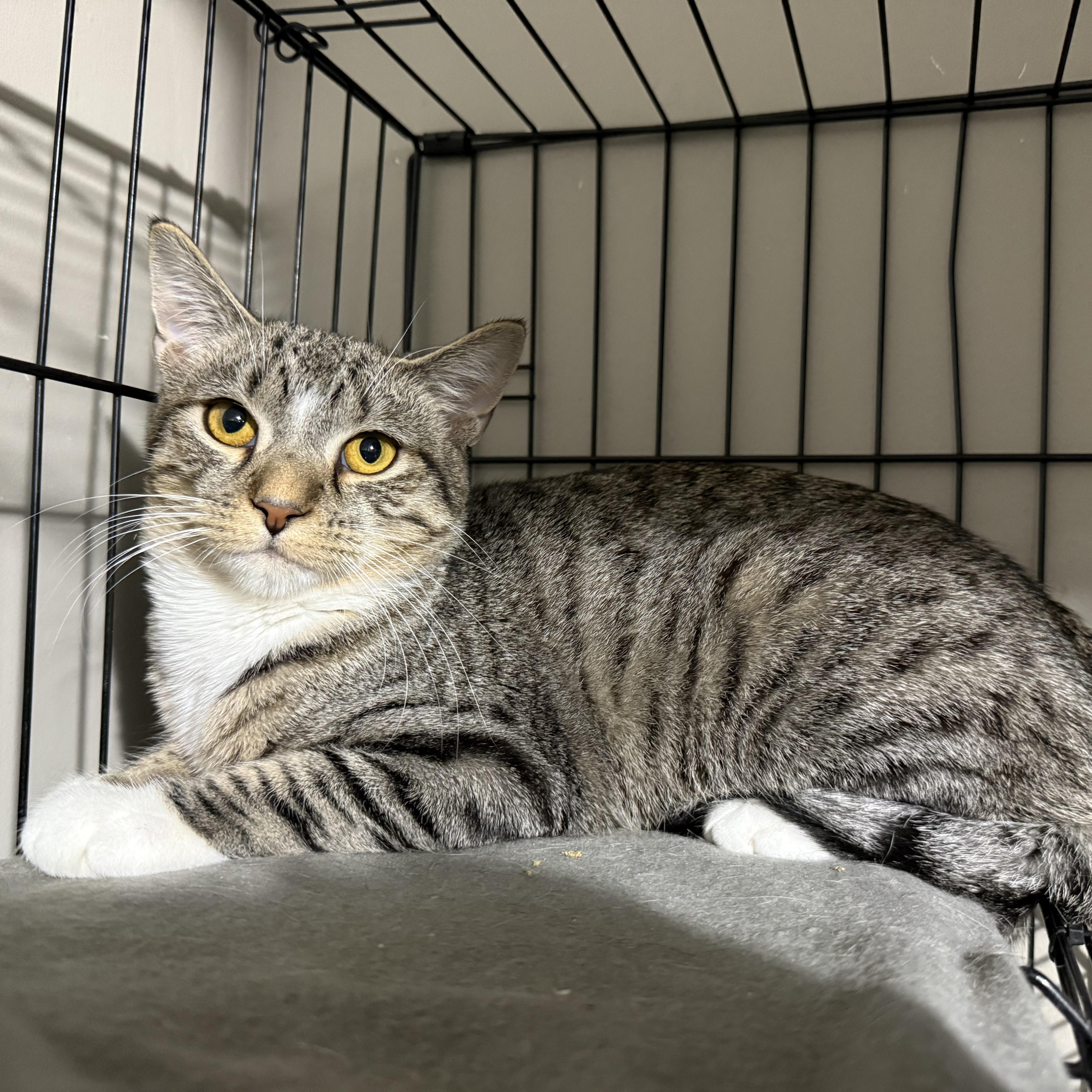 Enlarge Karen, an adoptable mixed breed in Bridgeville, PA image 4/4