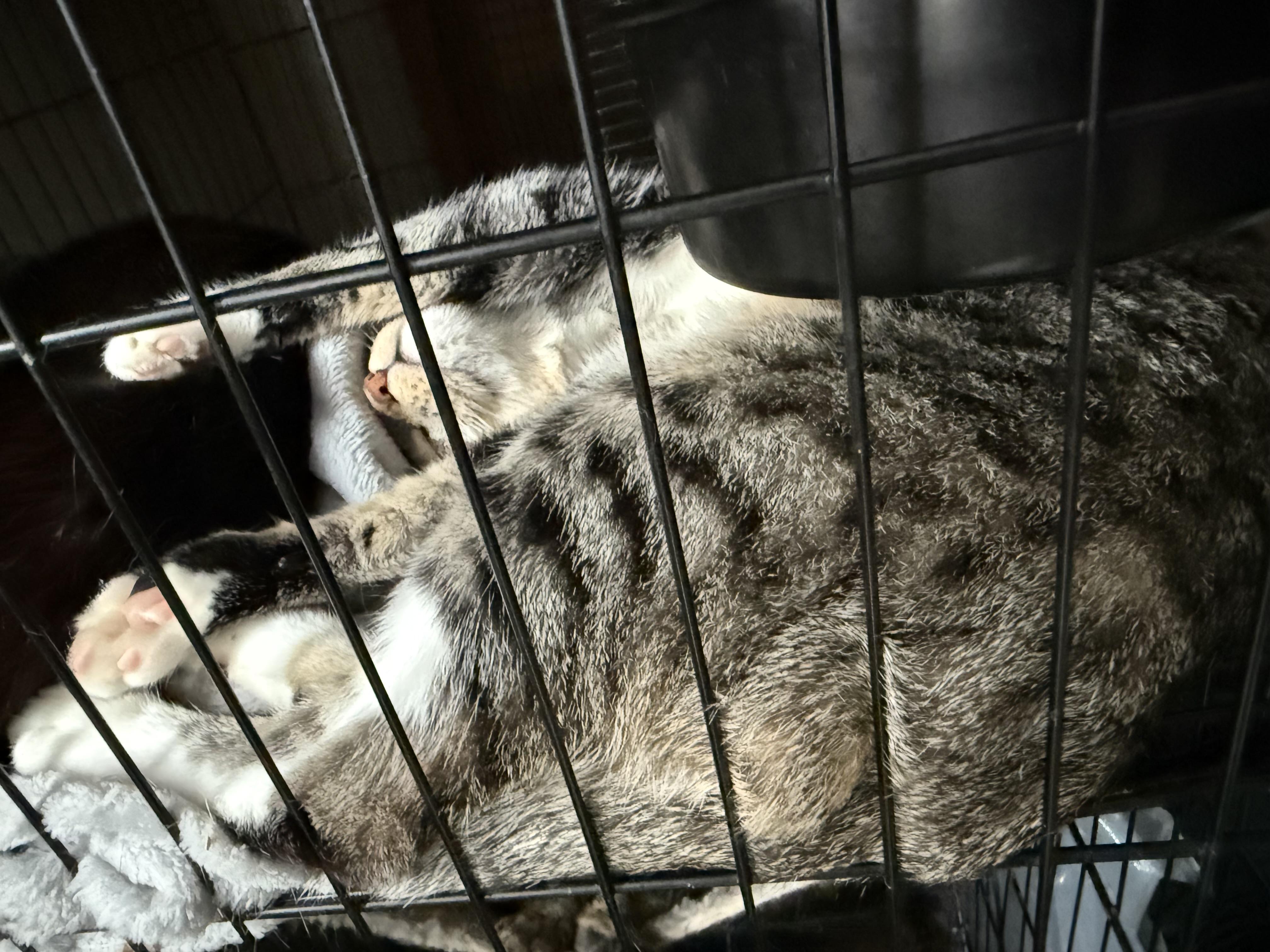 Enlarge Karen, an adoptable mixed breed in Bridgeville, PA image 2/4