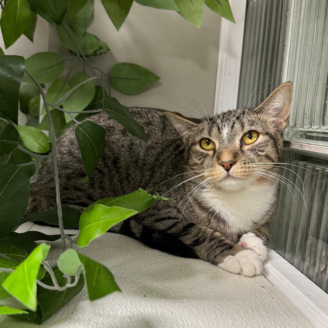 Karen, adoptable, Adult Female Domestic Short Hair.