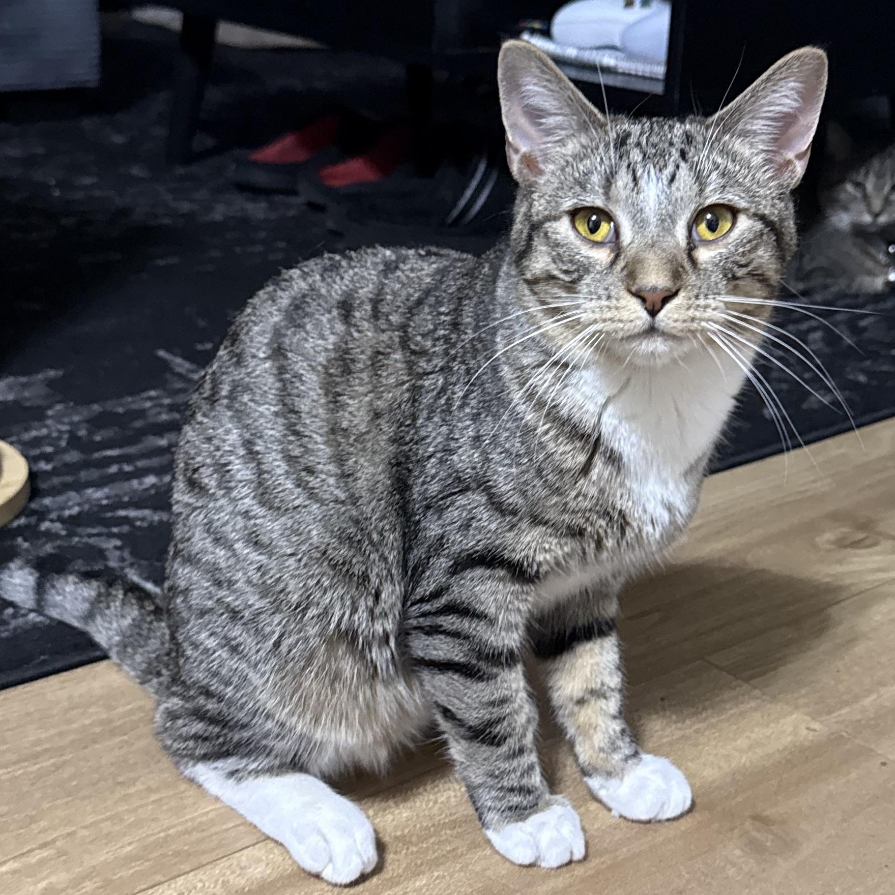 Enlarge Karen, an adoptable mixed breed in Bridgeville, PA image 3/4