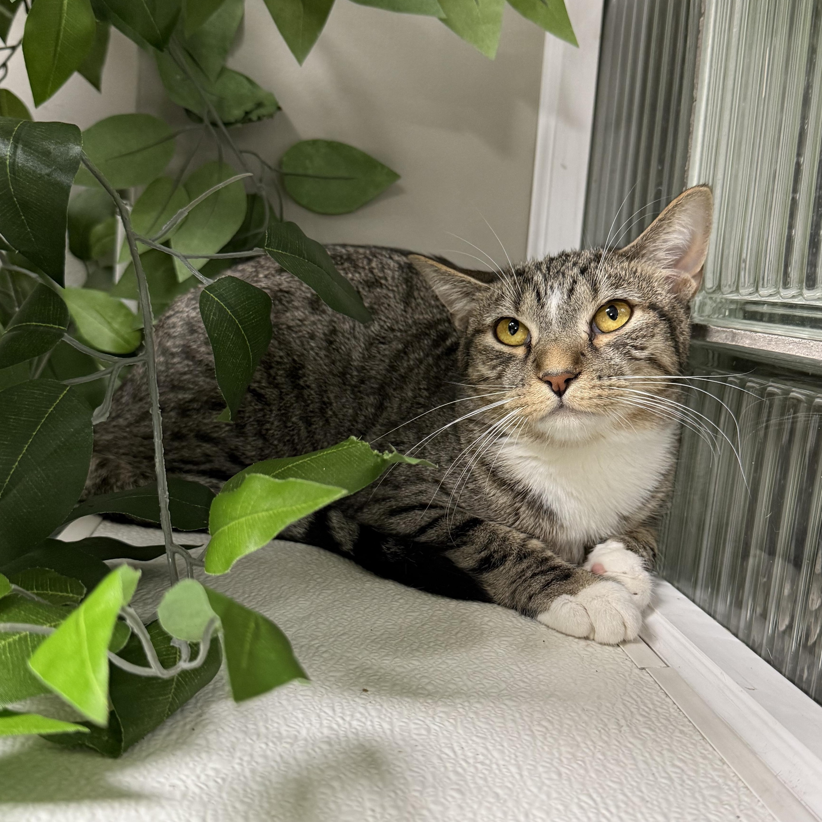 Enlarge Karen, an adoptable mixed breed in Bridgeville, PA image 1/4