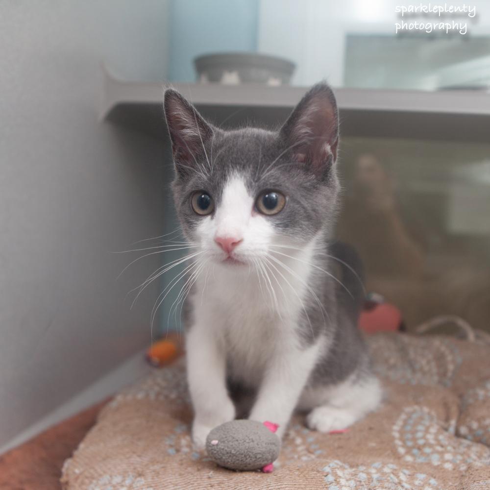 Enlarge Bradley, a Adopted Domestic Short Hair in Ridgefield, CT image 3/3