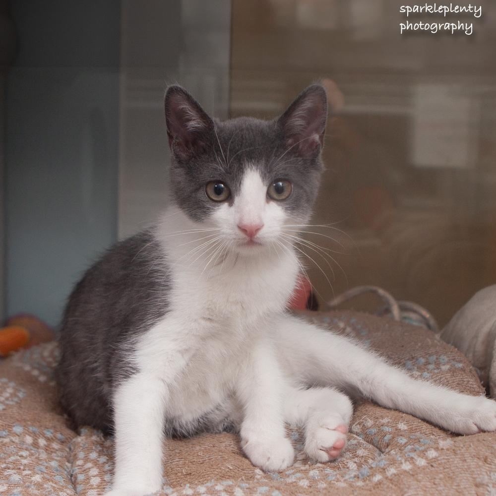 Enlarge Bradley, a Adopted Domestic Short Hair in Ridgefield, CT image 2/3