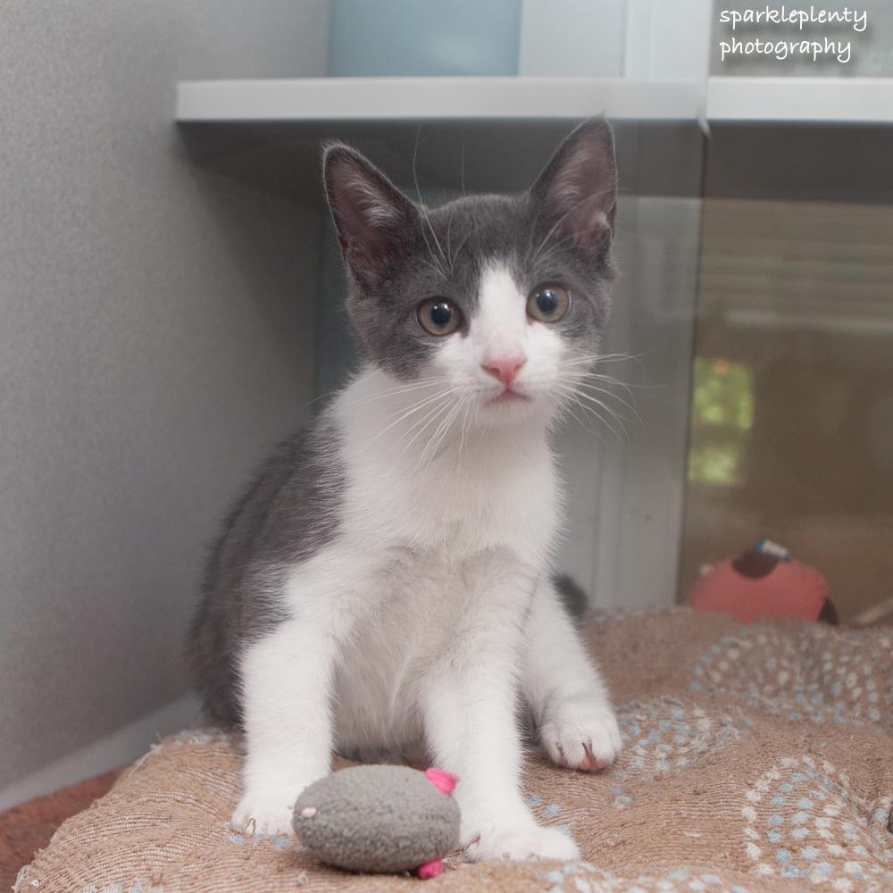 Bradley, Adopted, Kitten Male Domestic Short Hair.