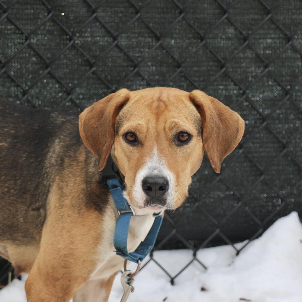 Enlarge Clara, a Adoptable mixed breed in Briarcliff Manor, NY image 1/2