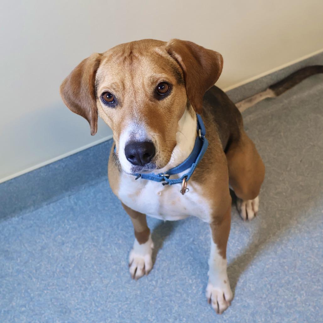 Enlarge Clara, a Adoptable mixed breed in Briarcliff Manor, NY image 2/2