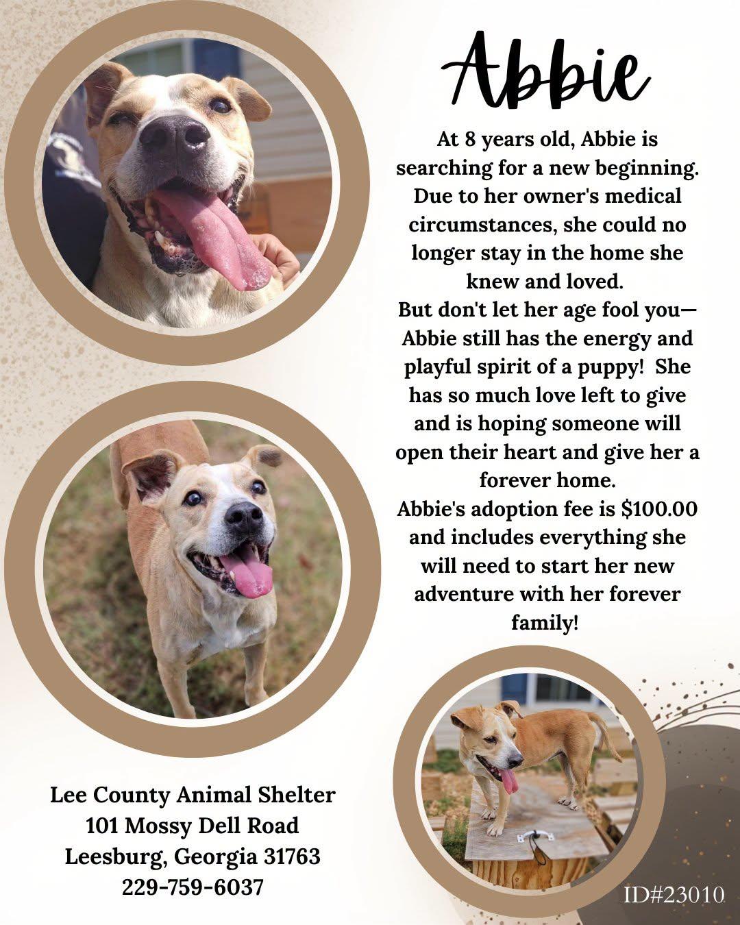 Abbie, ADOPTABLE, Senior Female Mixed Breed.