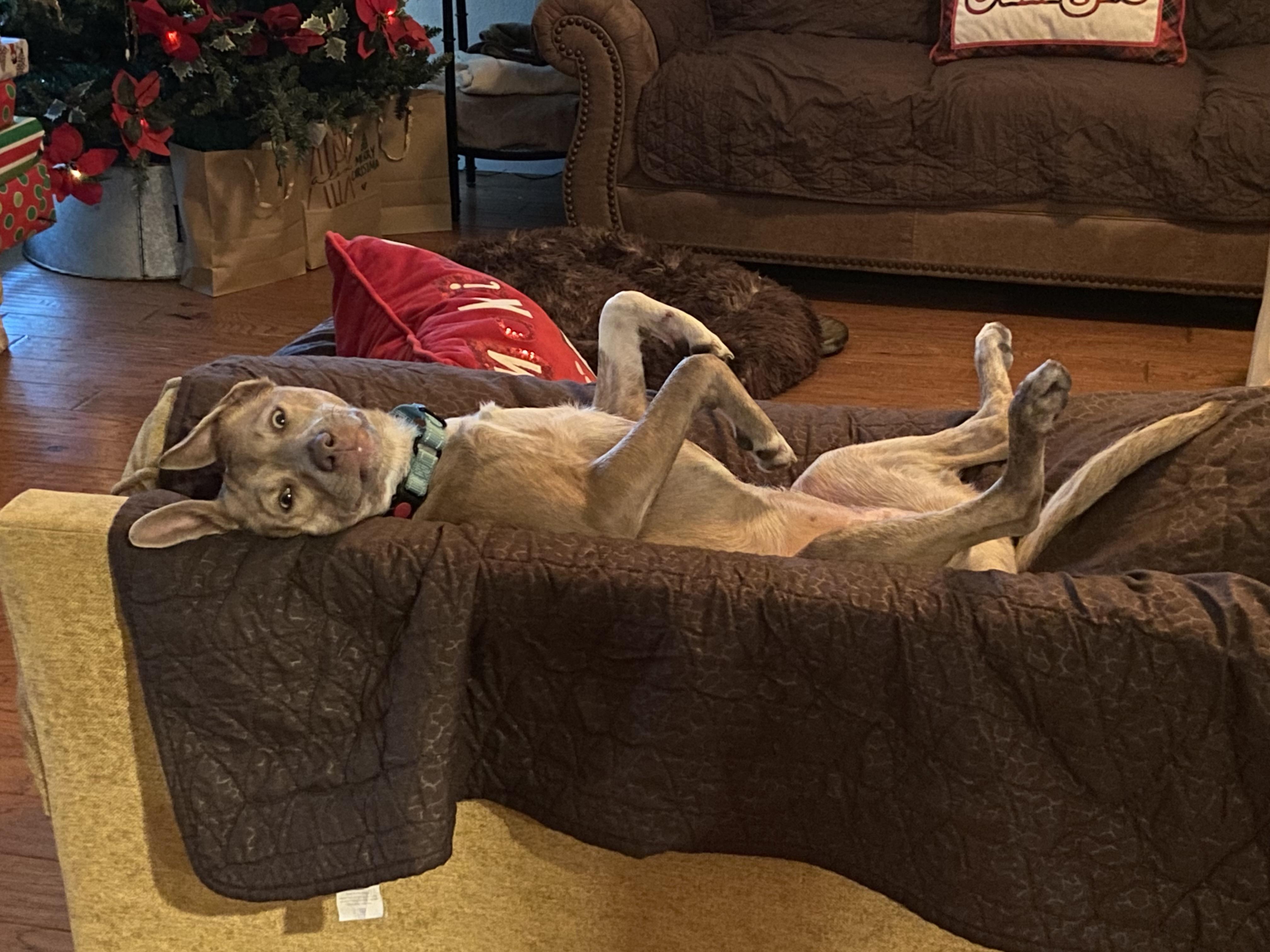 Enlarge Lulu, a Adoptable mixed breed in Austin, TX image 4/4