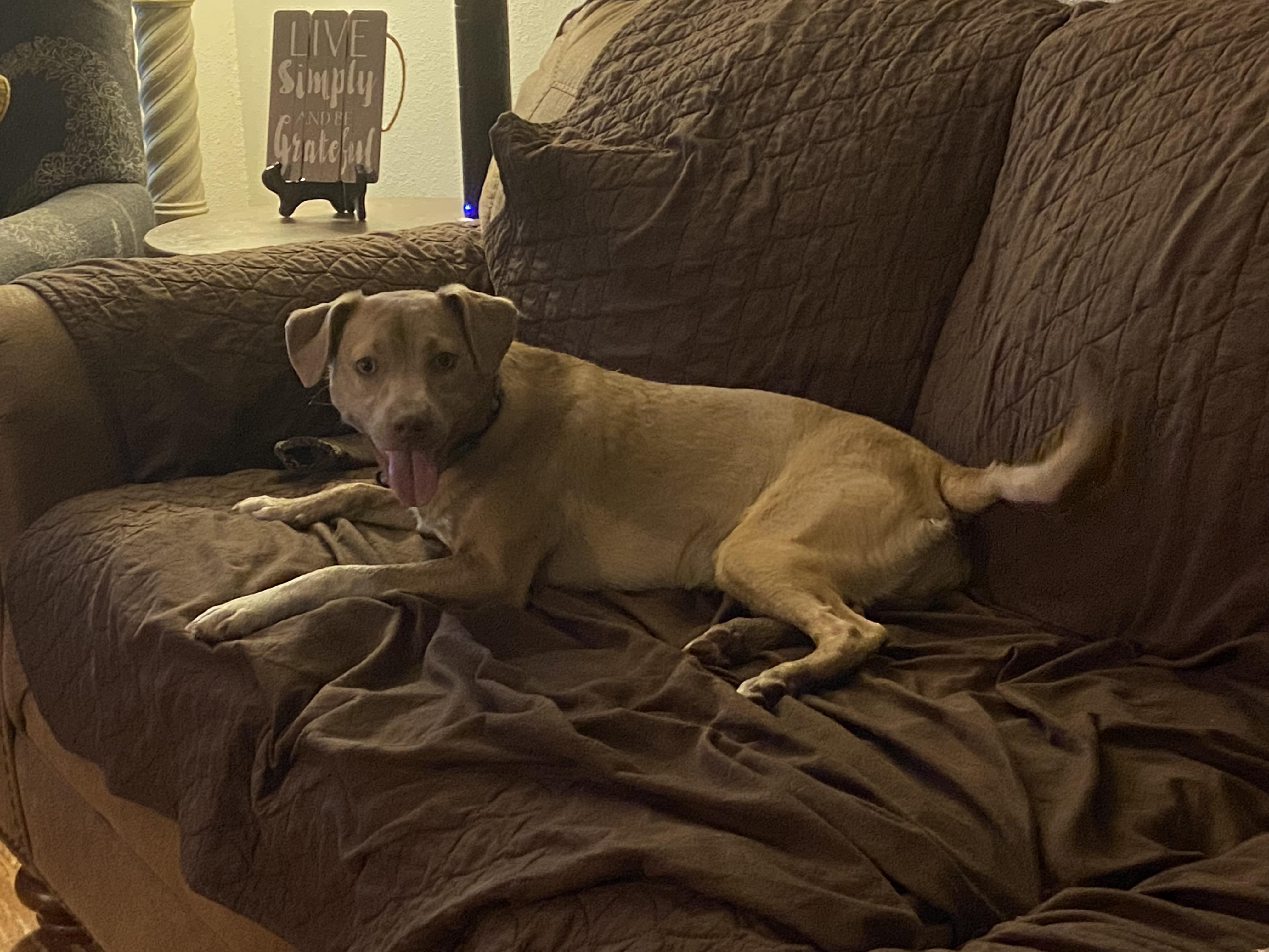 Enlarge Lulu, a Adoptable mixed breed in Austin, TX image 3/4